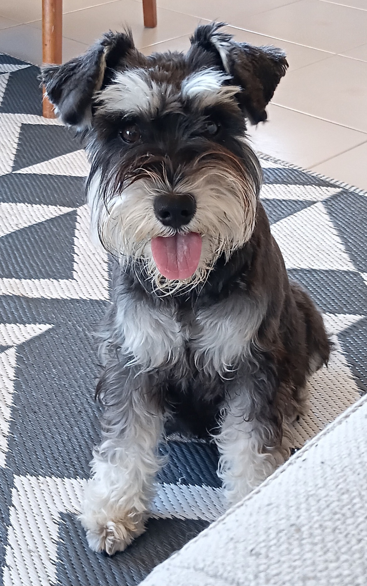 Mini schnauzer, schnoodle