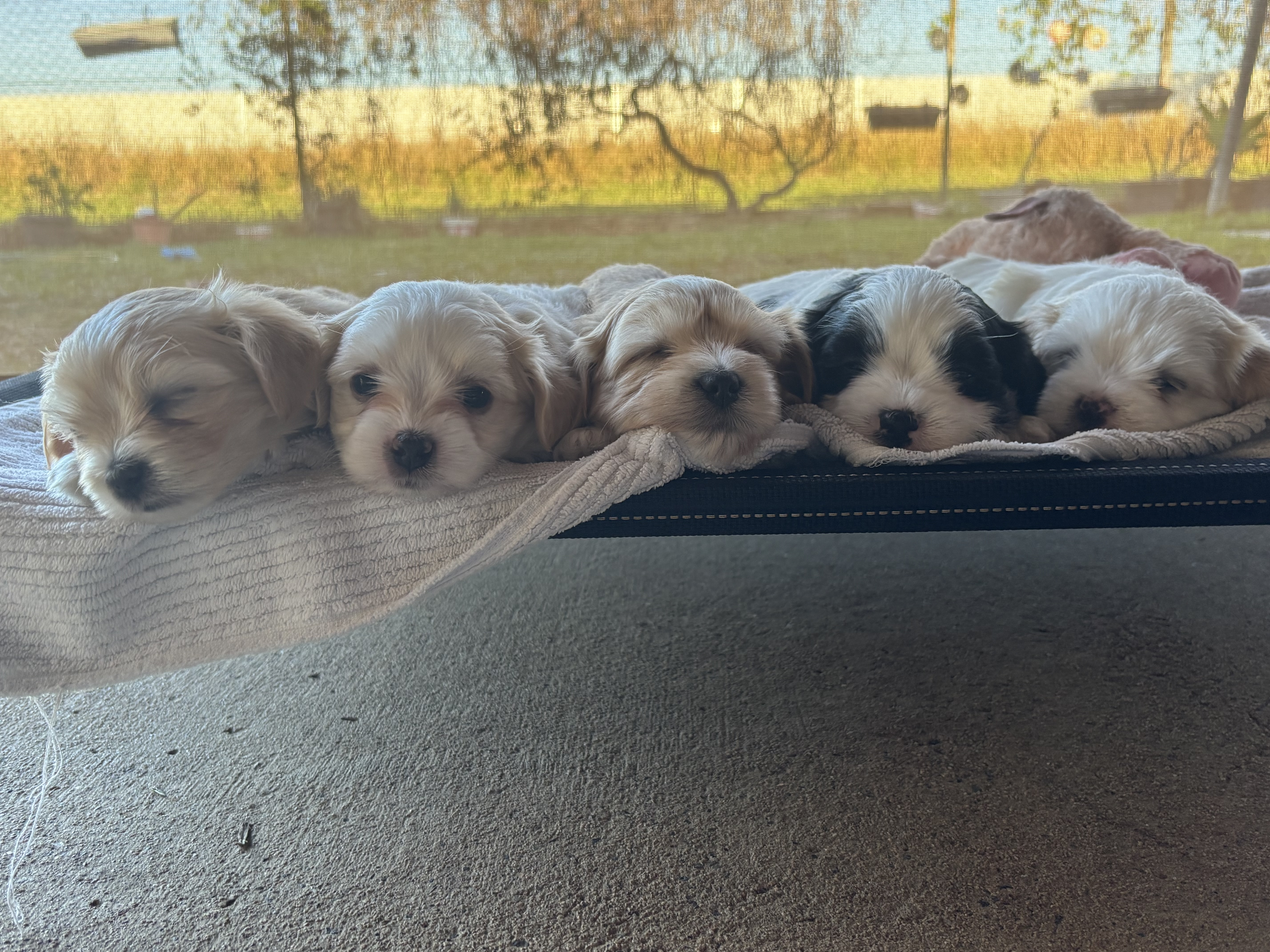 Shih Tzu – Caboolture