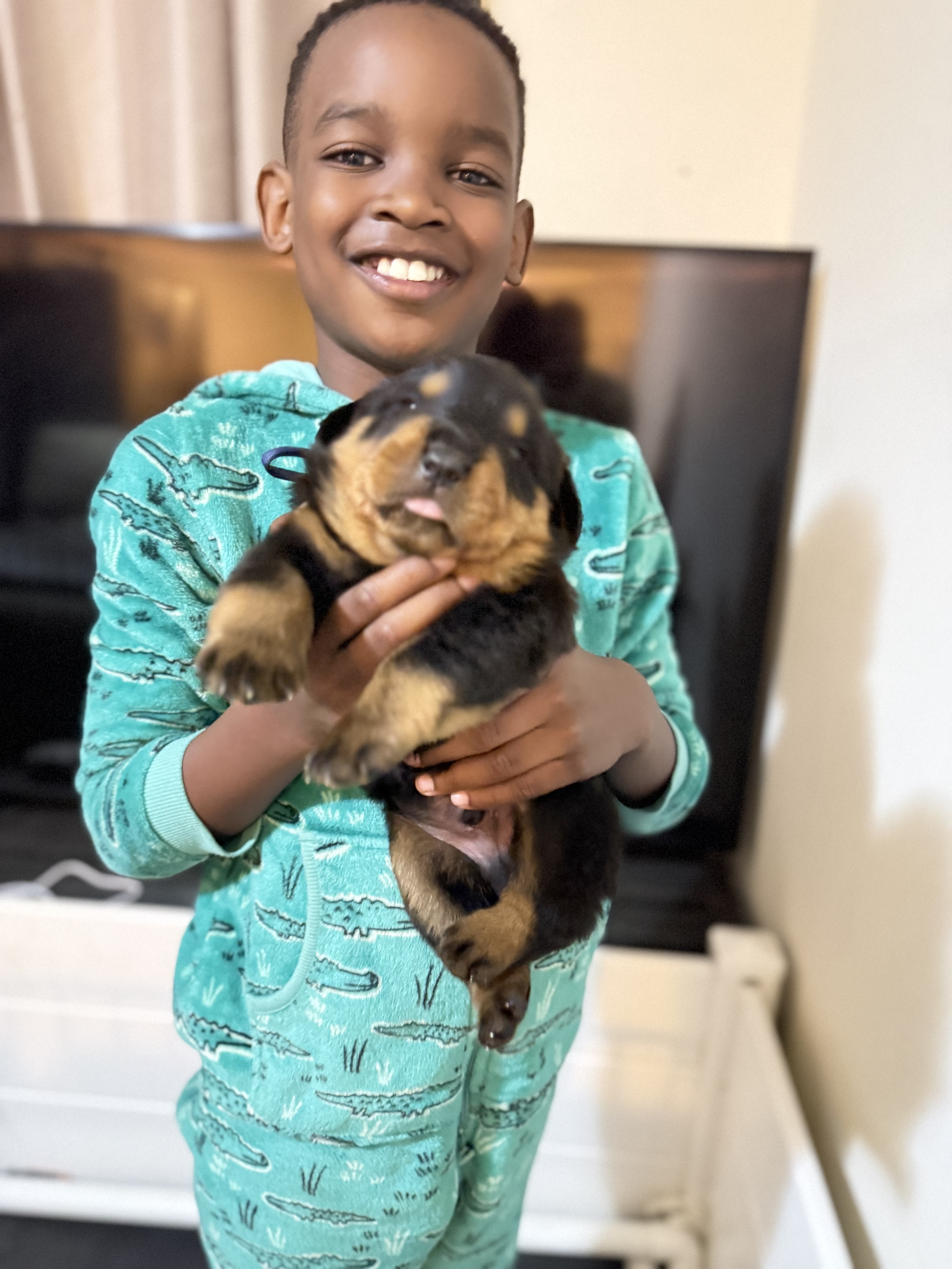 Rottweiler – Hilton