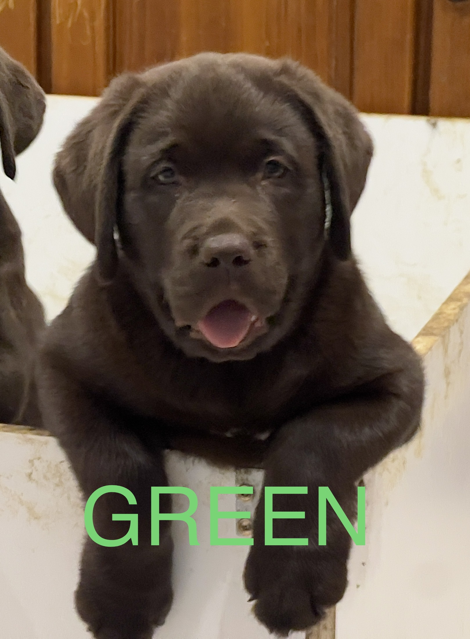 2 Pure Bred Chocolate Labradors for sale