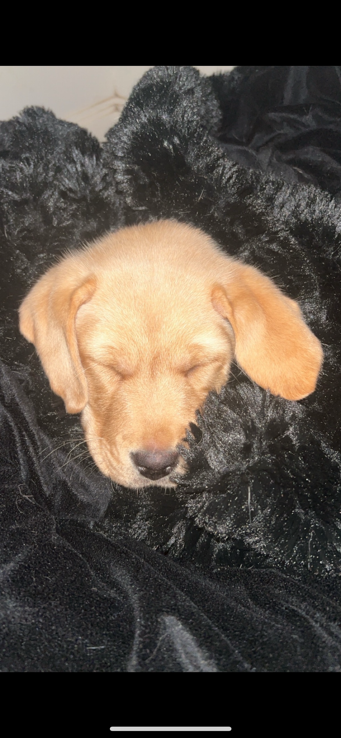 Labrador Retriever – Mango Hill