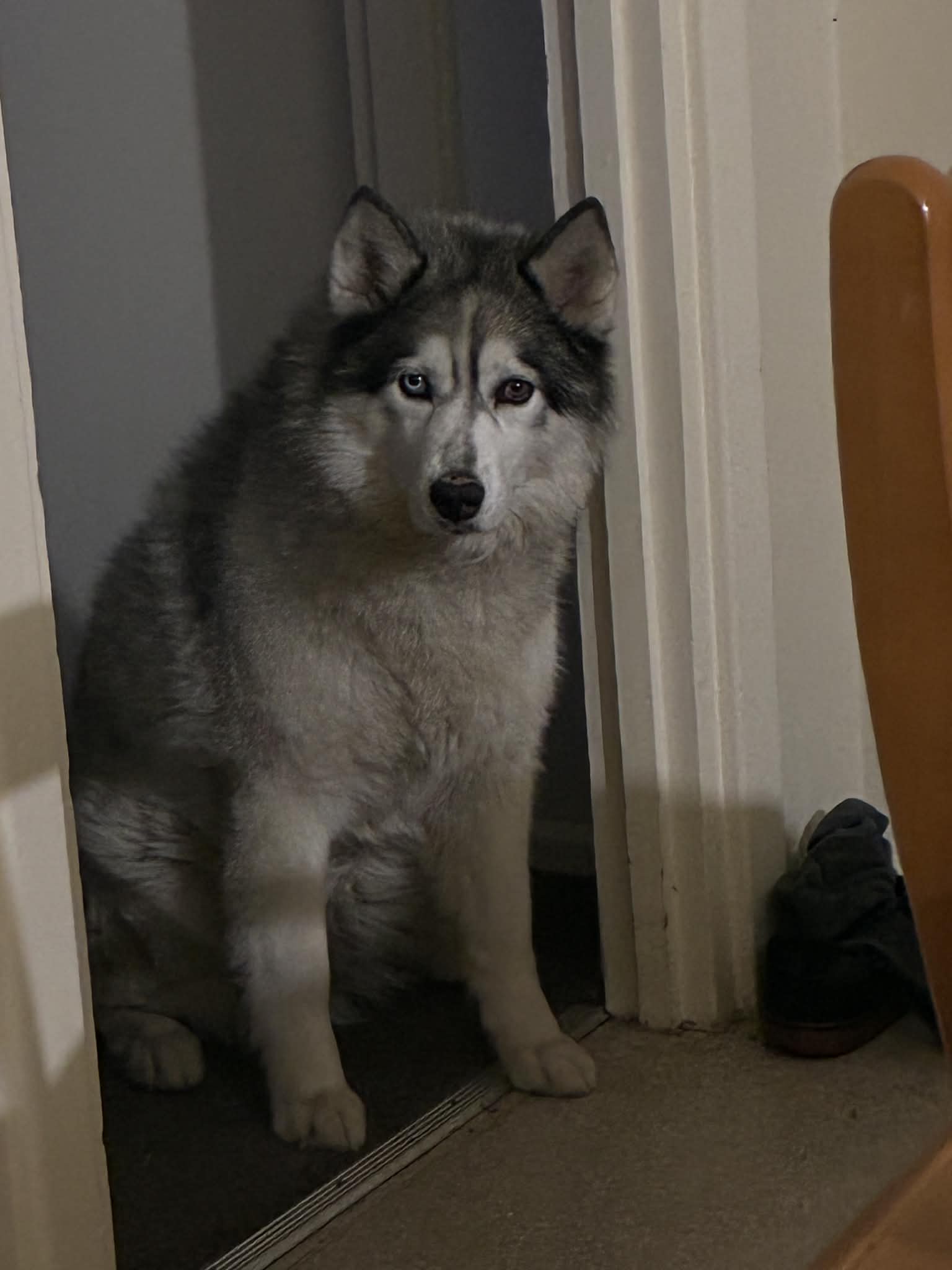 Husky – Barossa
