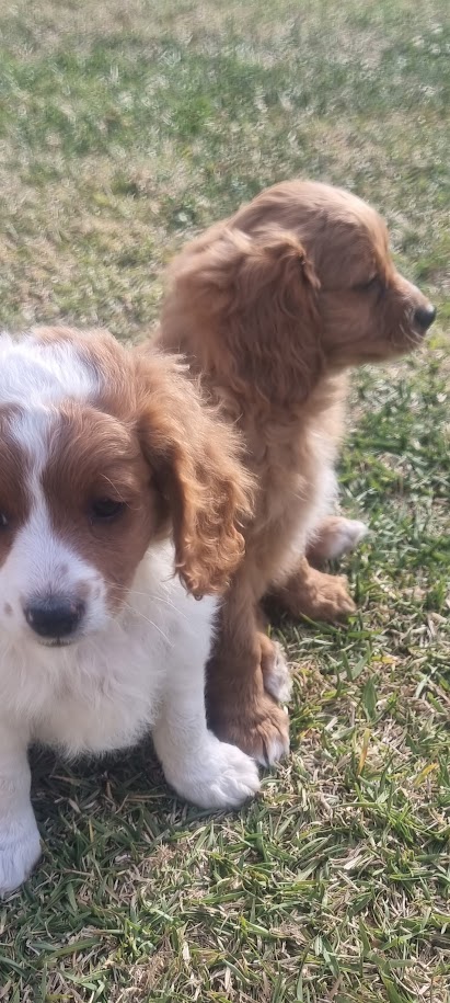 Gorgeous Cavoodle Pups Ready for their forever home!