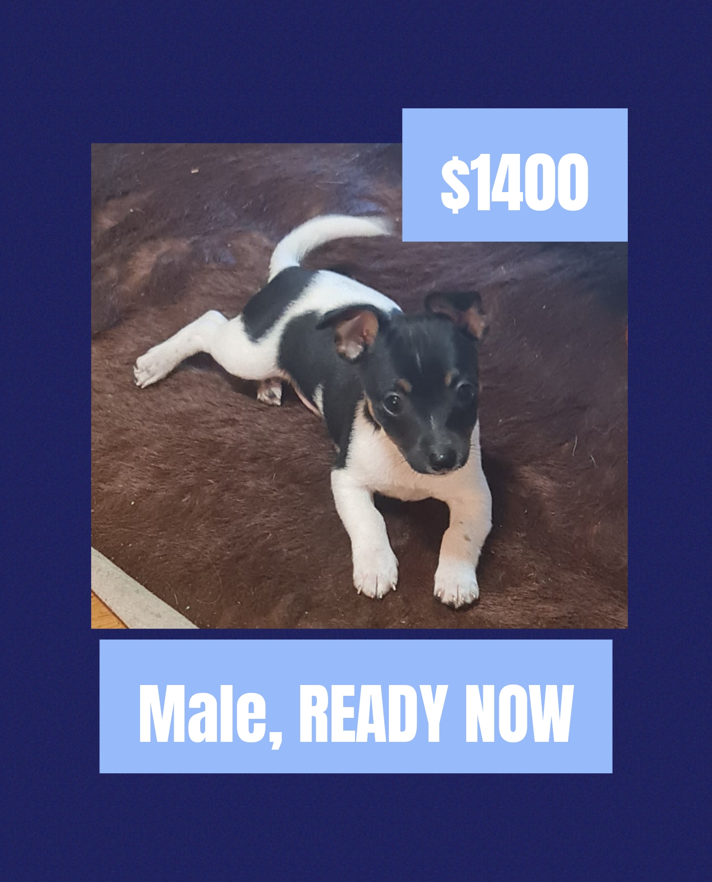 Tenterfield Terrier – Halekulani