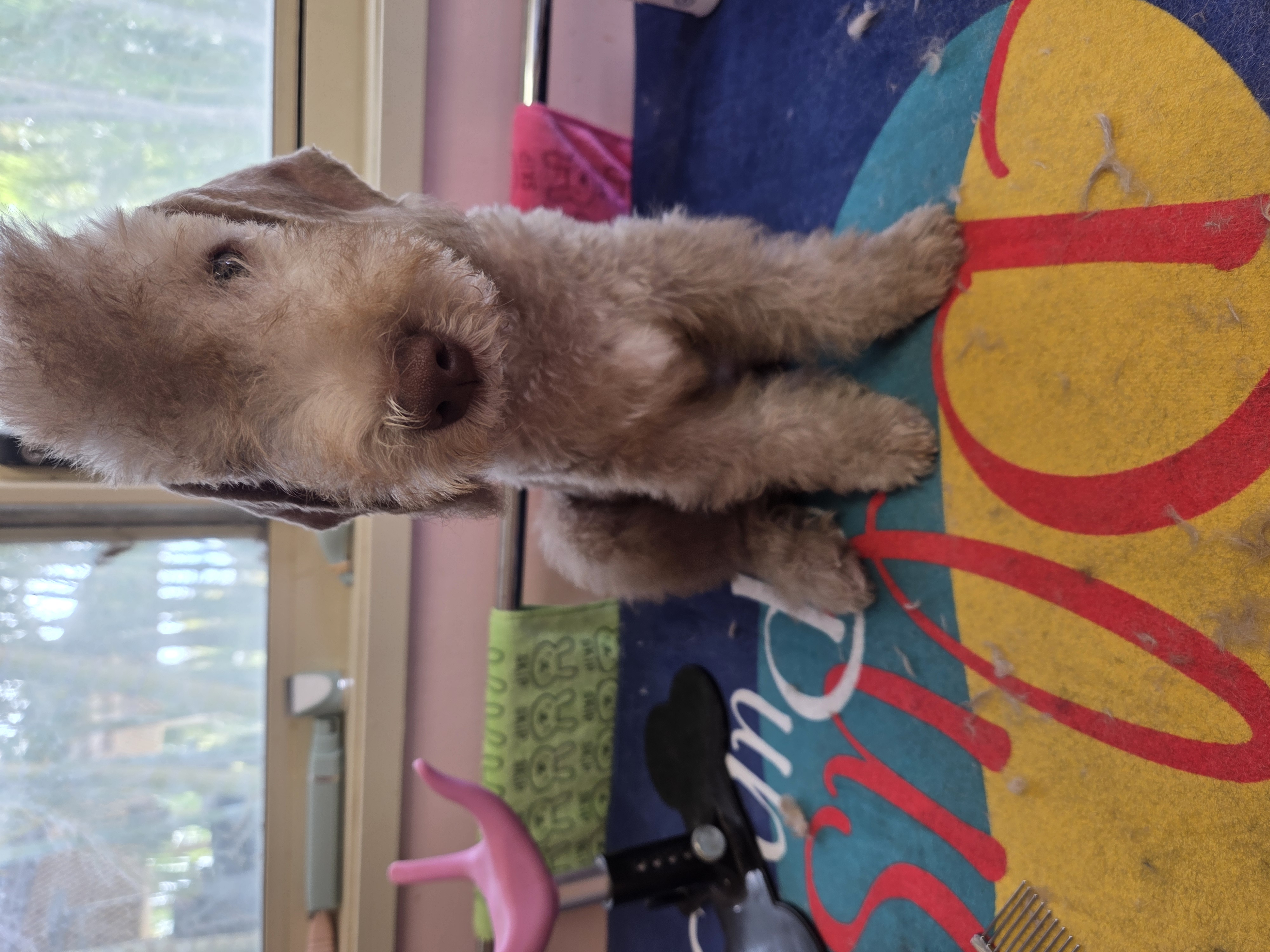 Bedlington Terrier – Kalbarri
