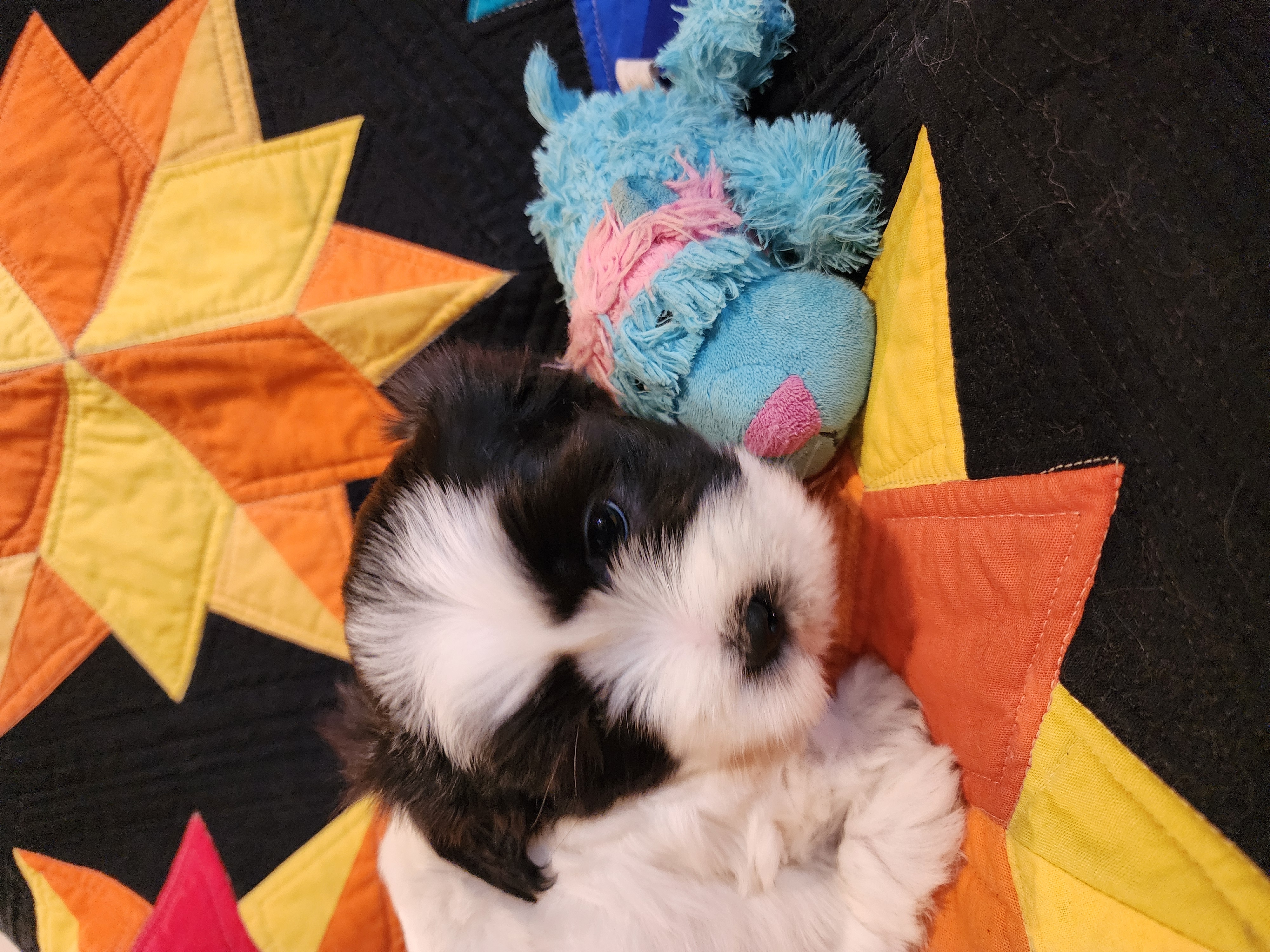 Maltese Shih Tzu – Rutherford