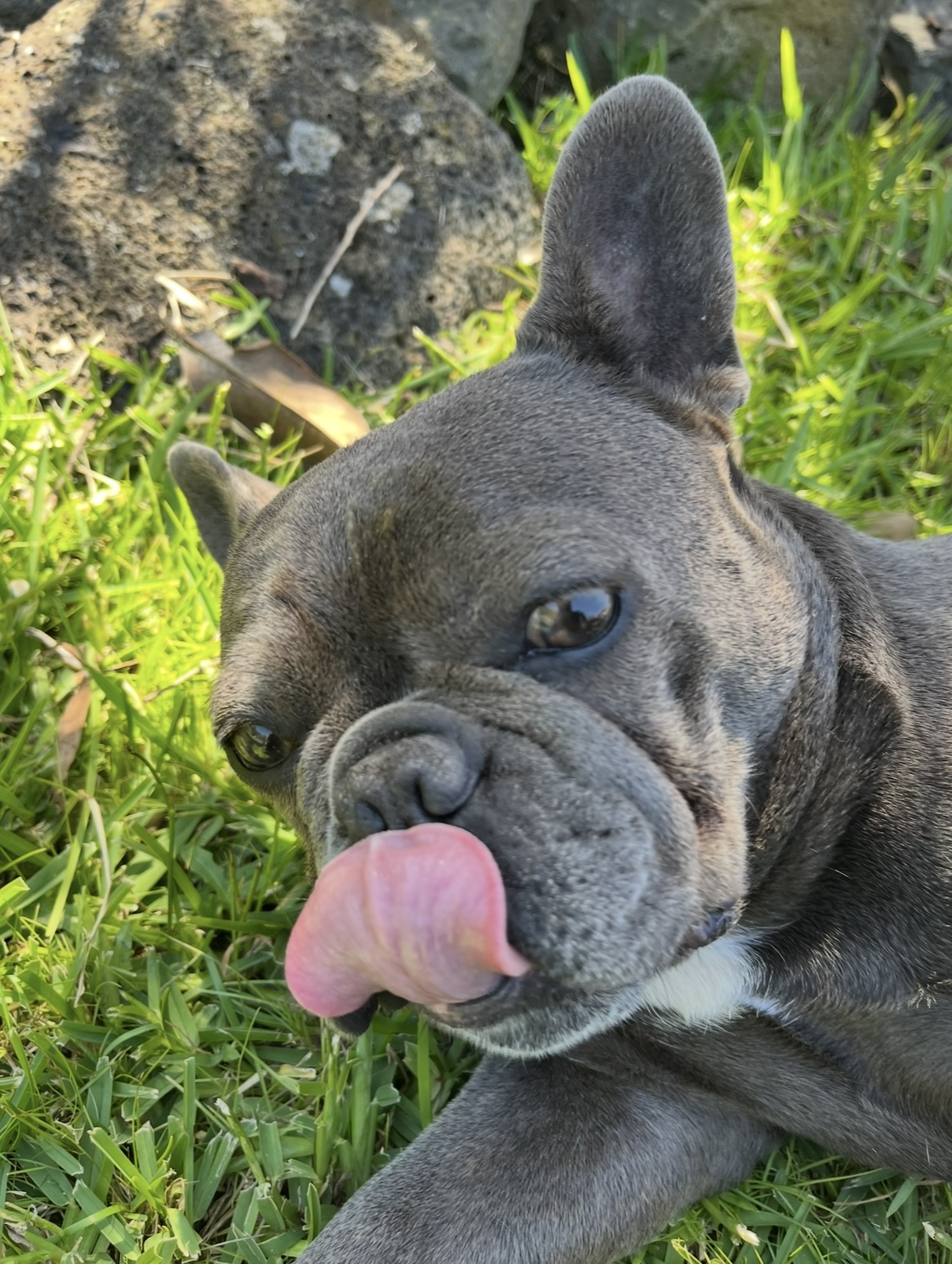 French Bulldog – Berwick