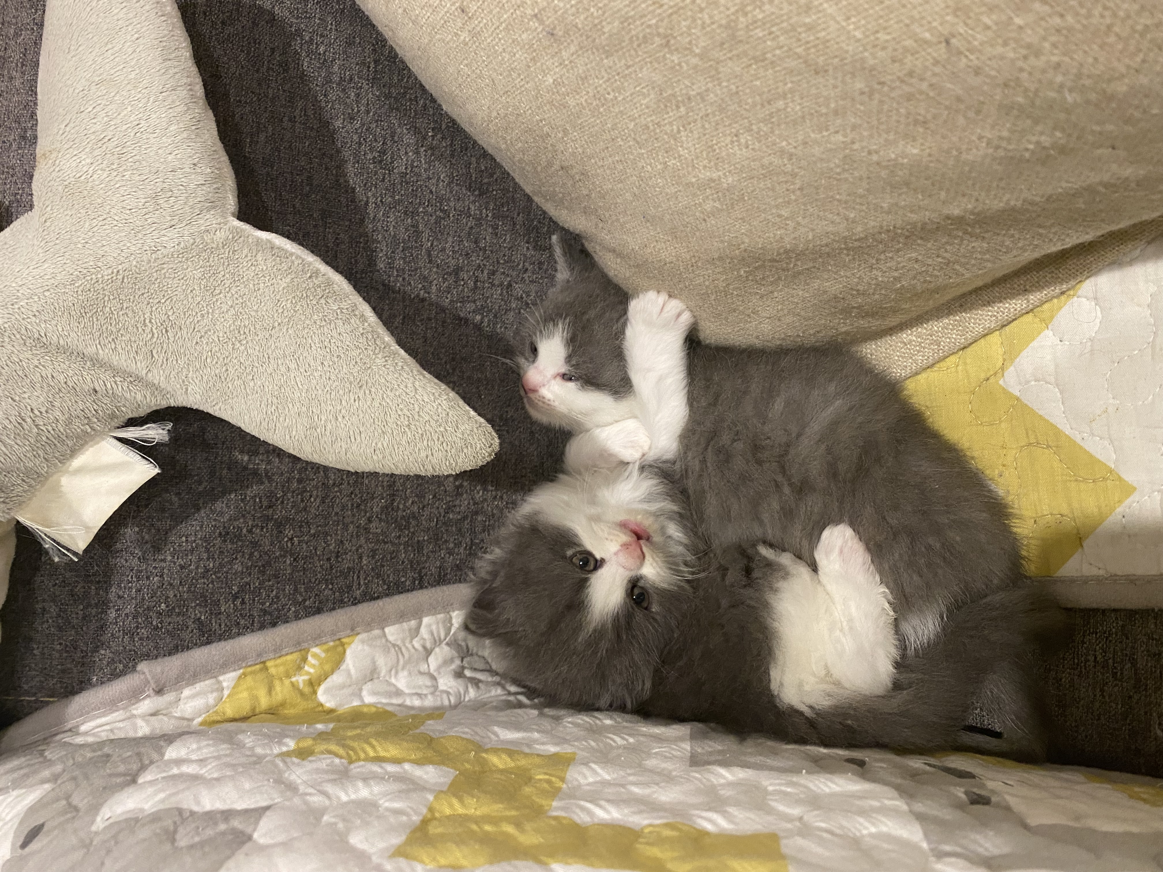 British Shorthair – Box Hill