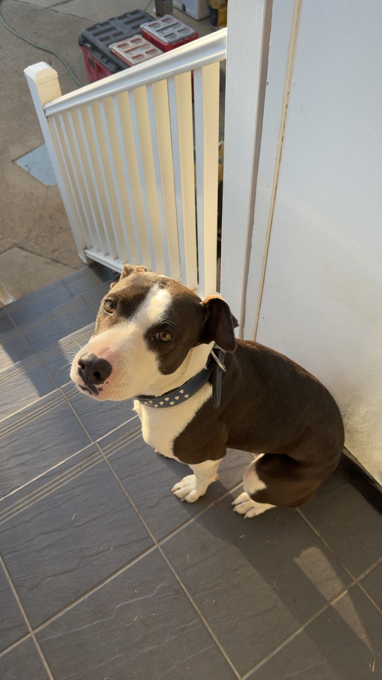 Kelpie Cross Staffy – Tamworth