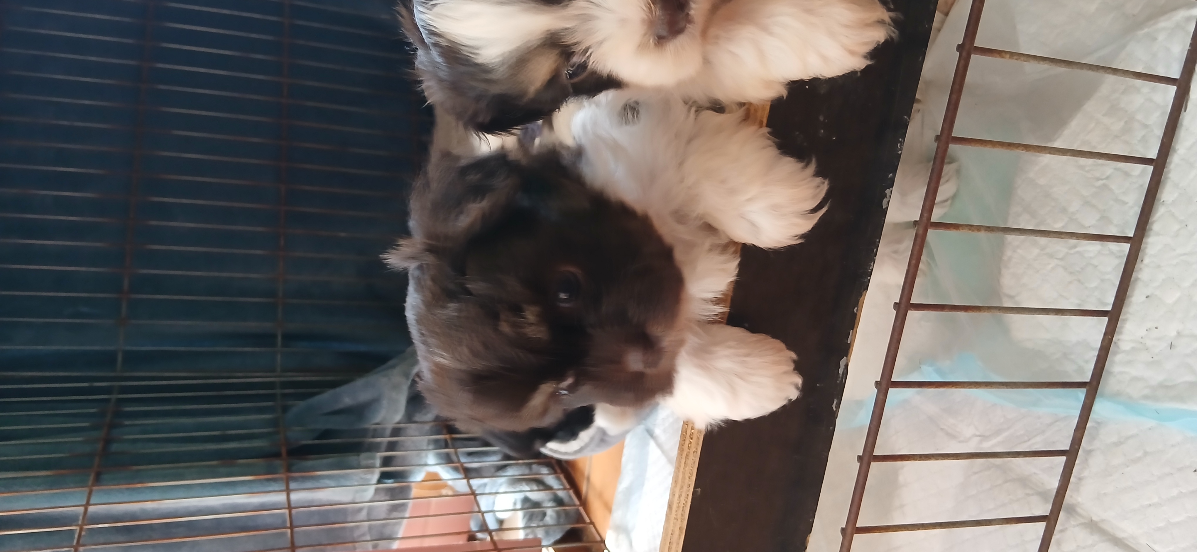 Dogs – 7267