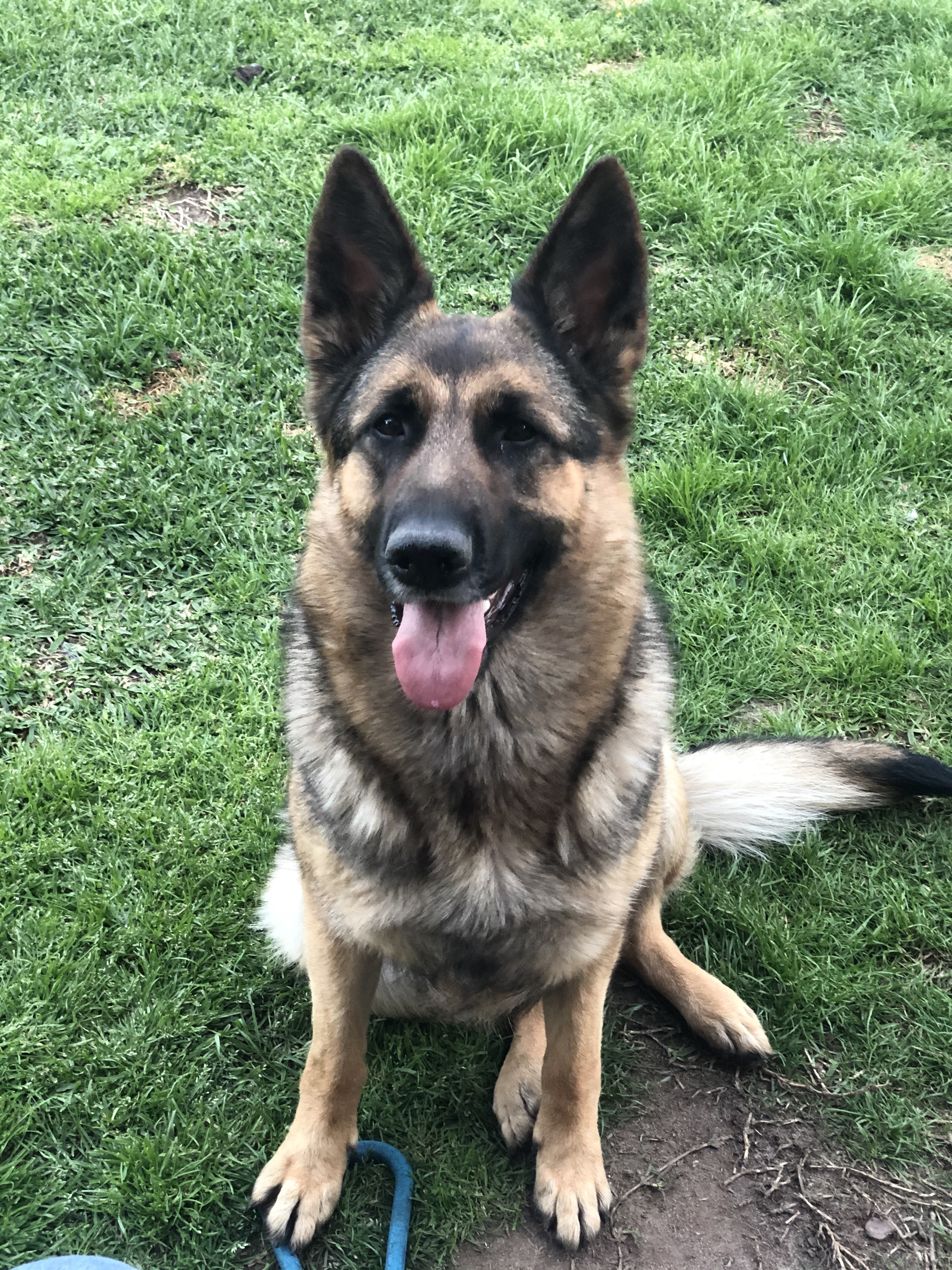 German Shepherd – Panania