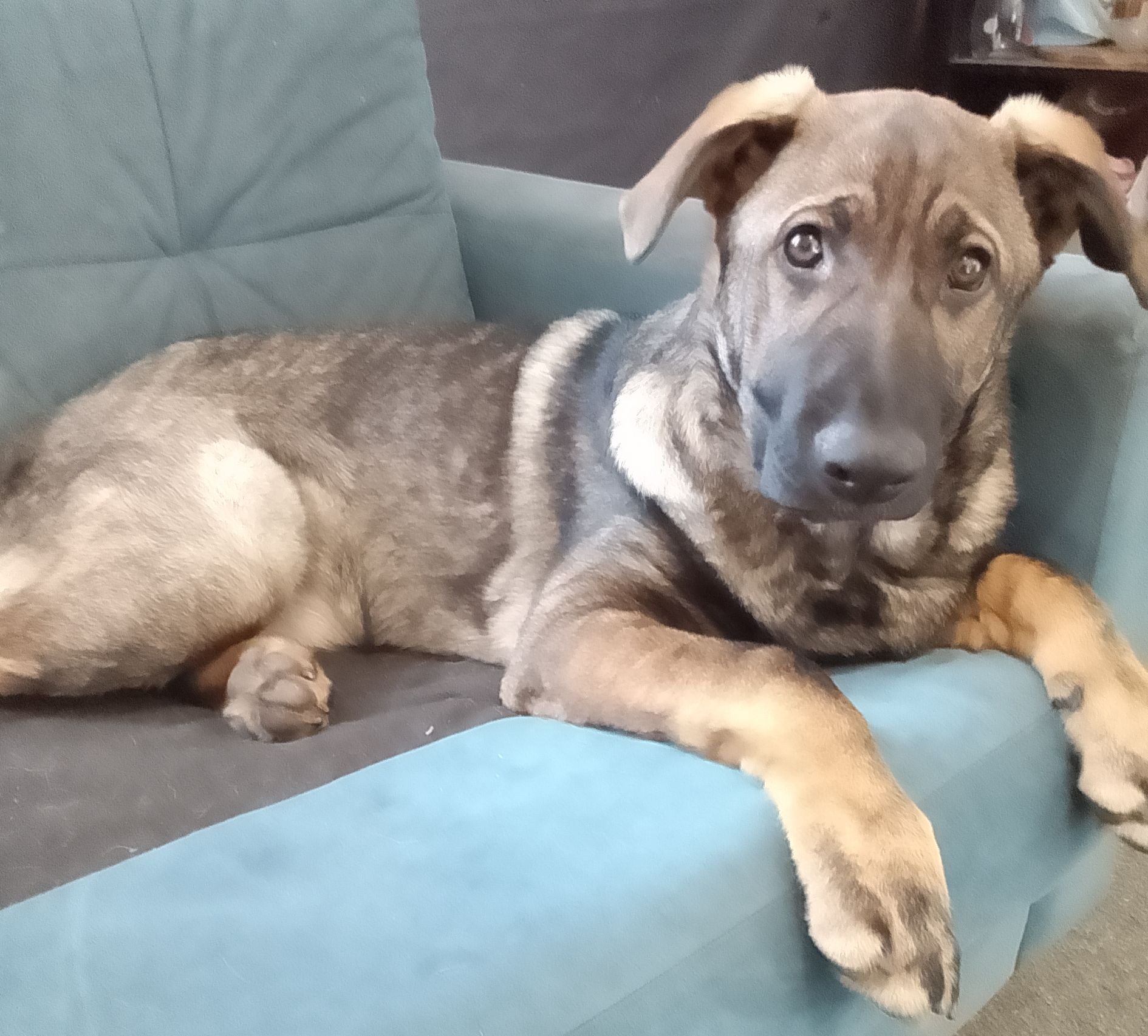 German Shepherd – Mornington