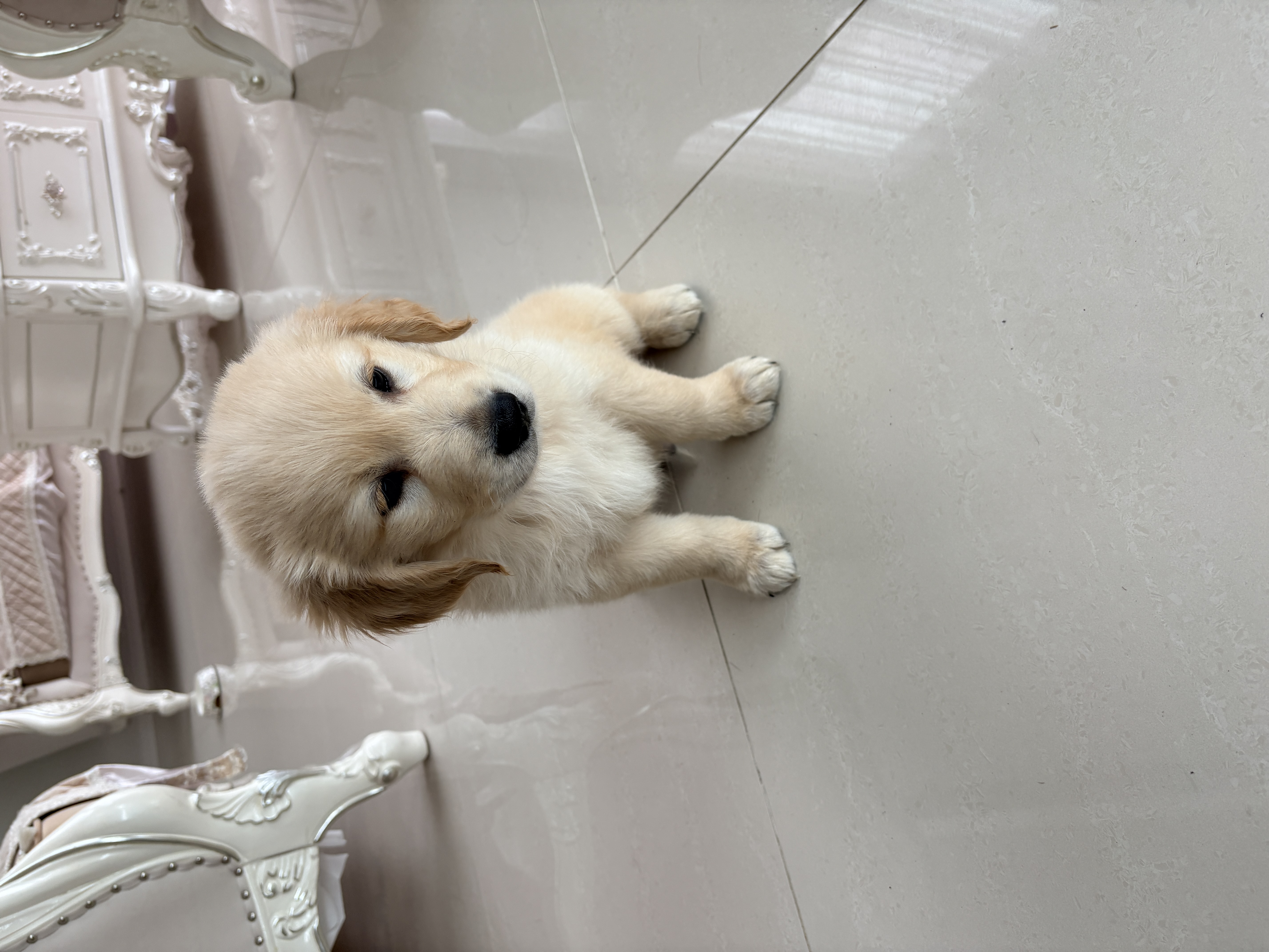 Golden Retriever – Deepdene