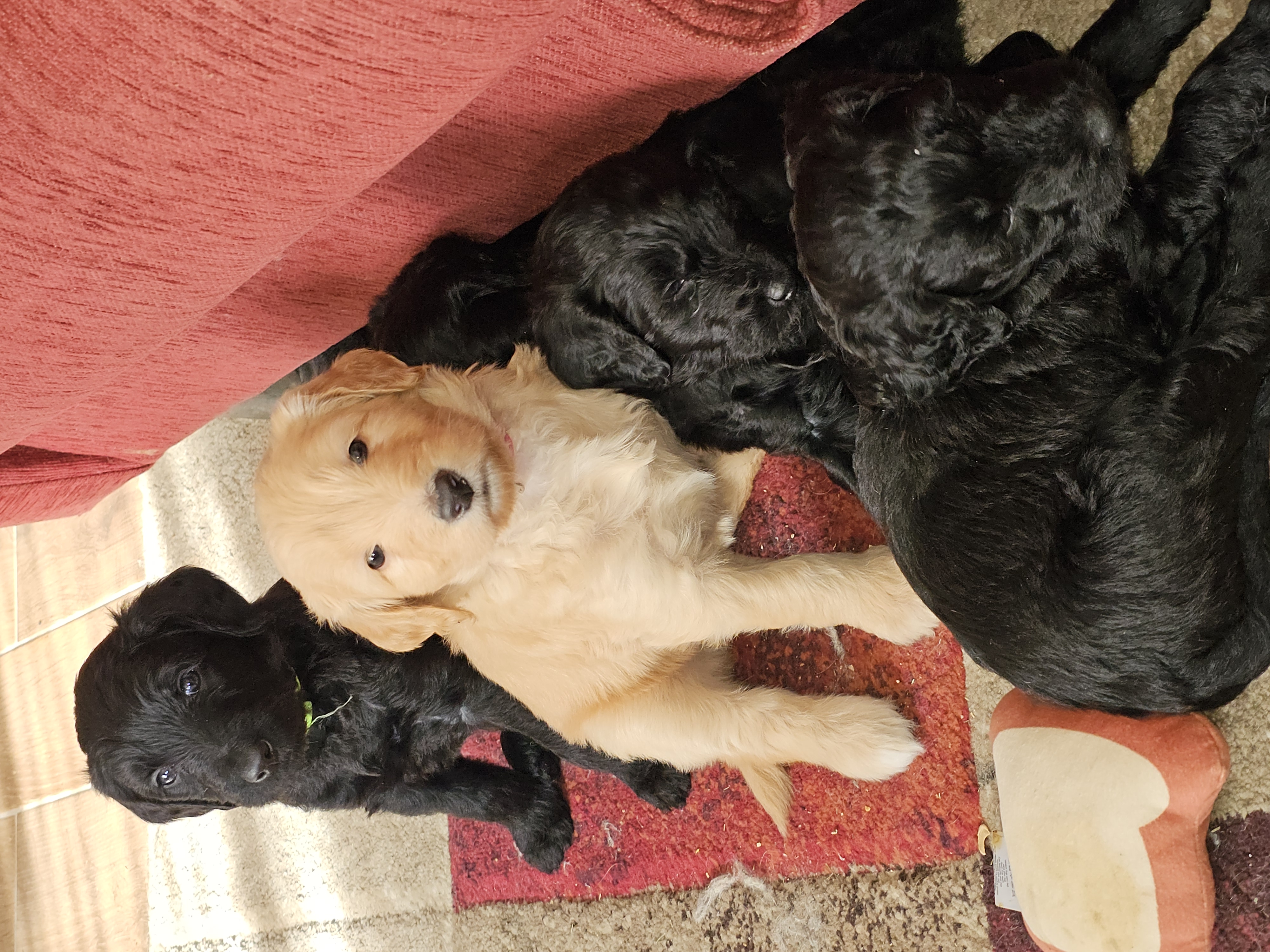 Labradoodle – Sheidow Park