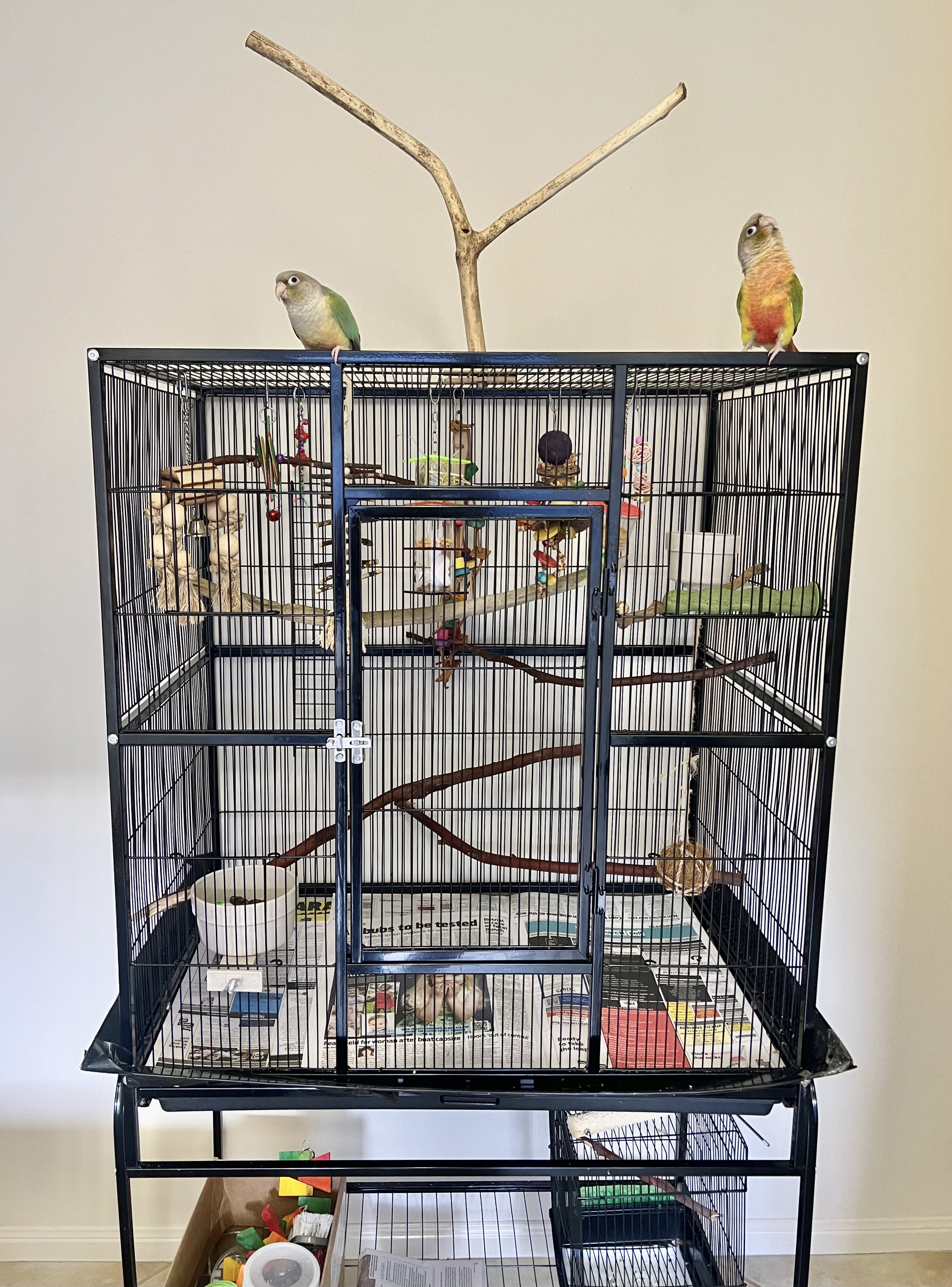 Bonded Pair of HR Green-Cheeked Conures