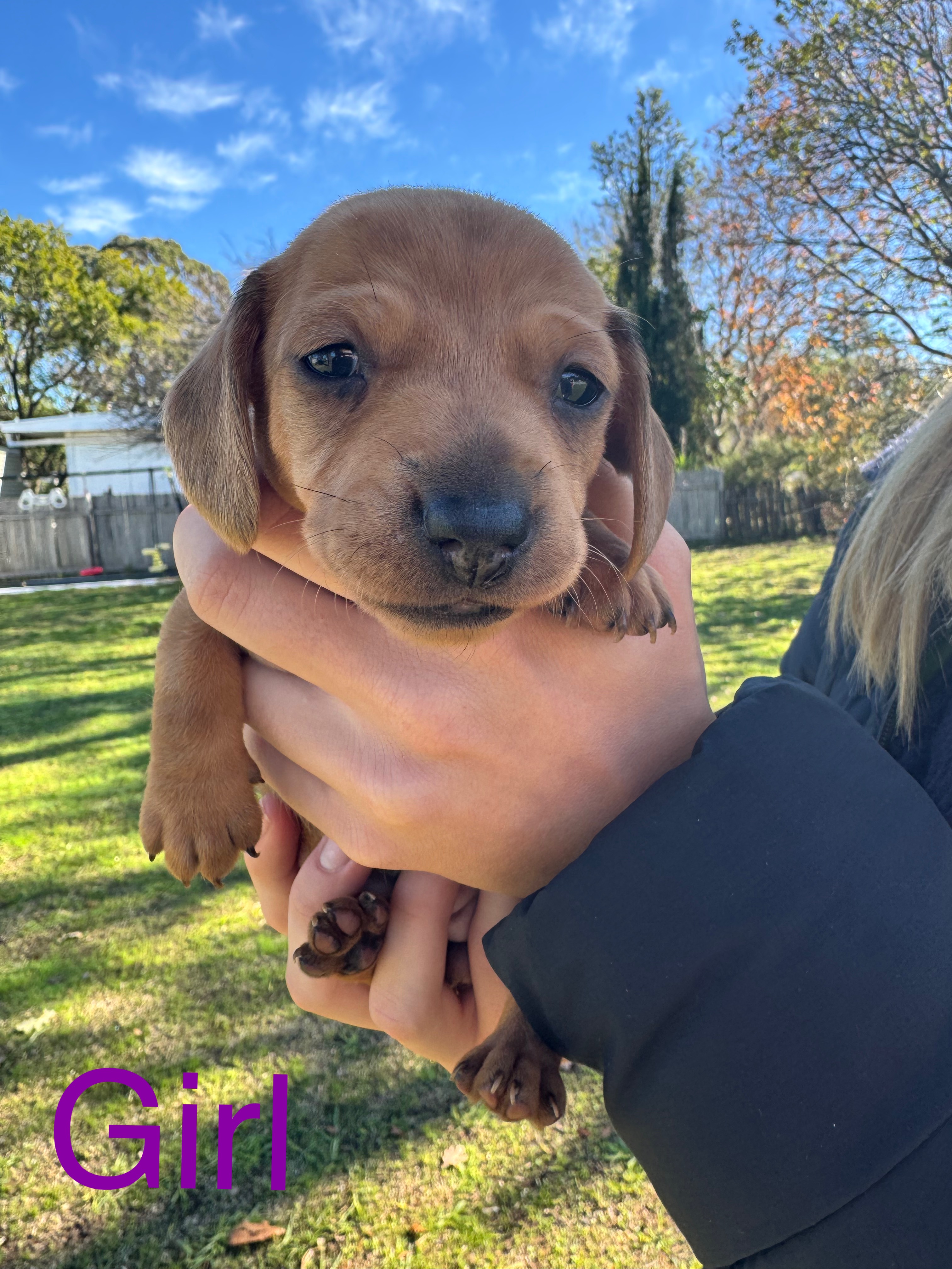 Dachshund – Coolah
