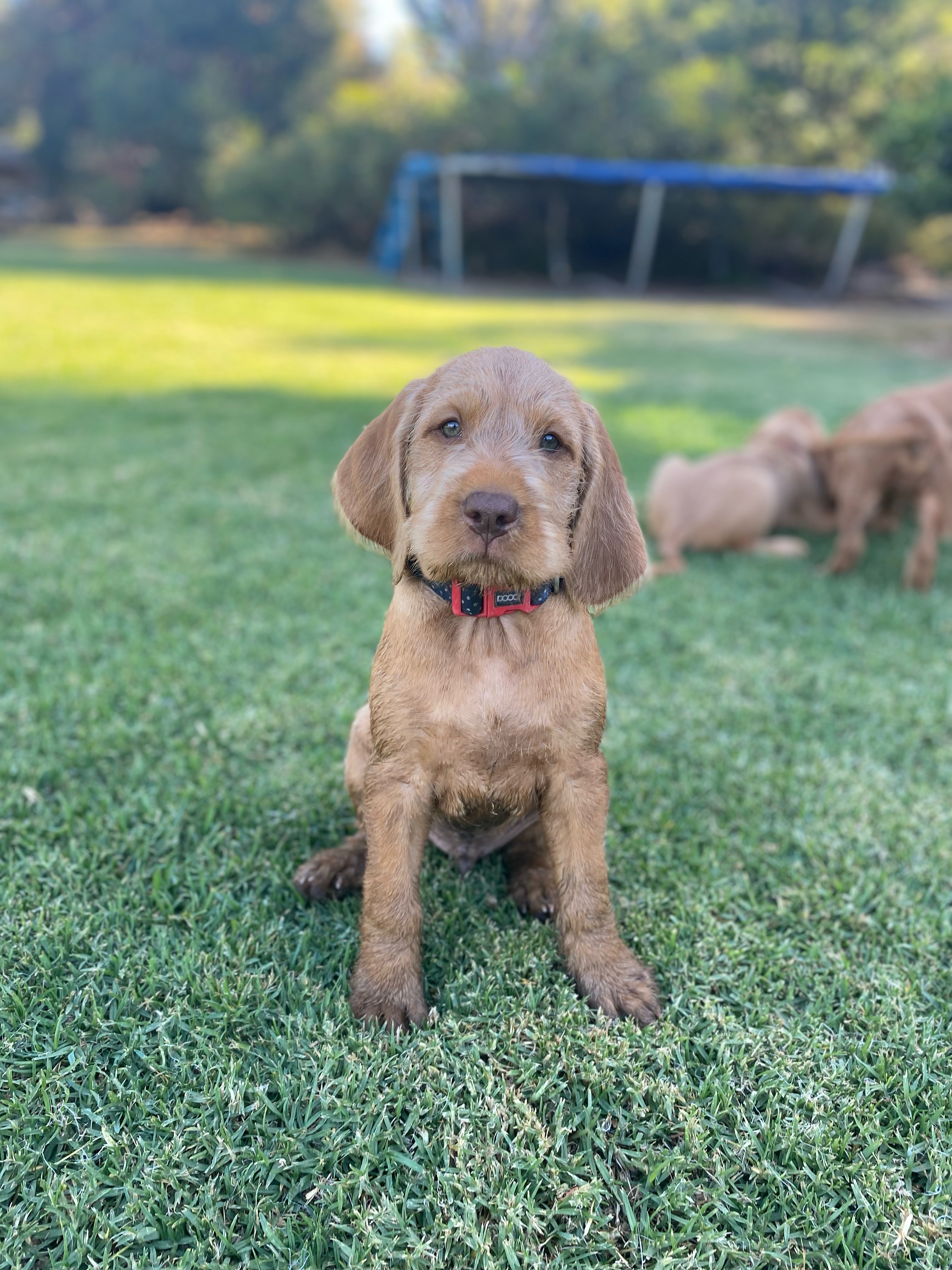 Purebred Hungarian Wirehaired Vizsla Puppies