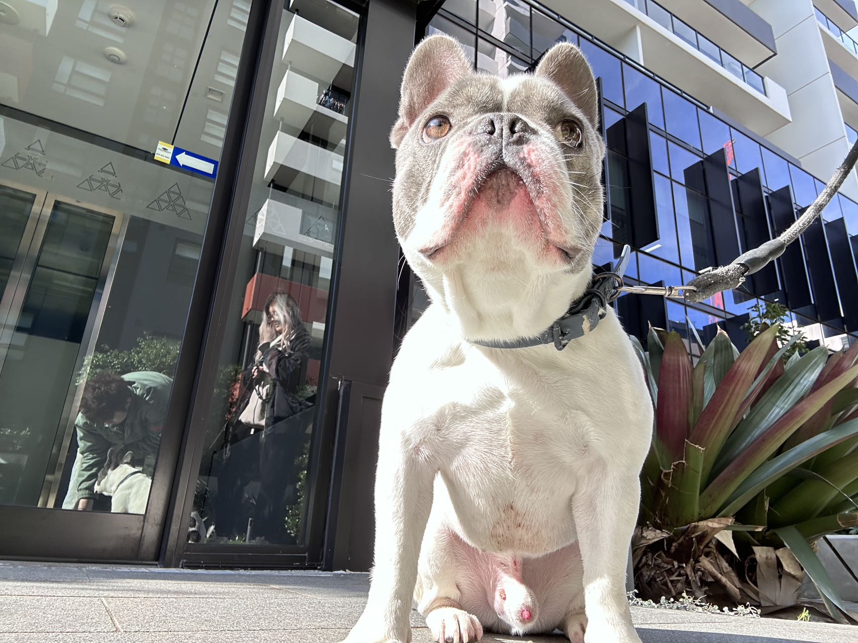 French Bulldog – Burwood