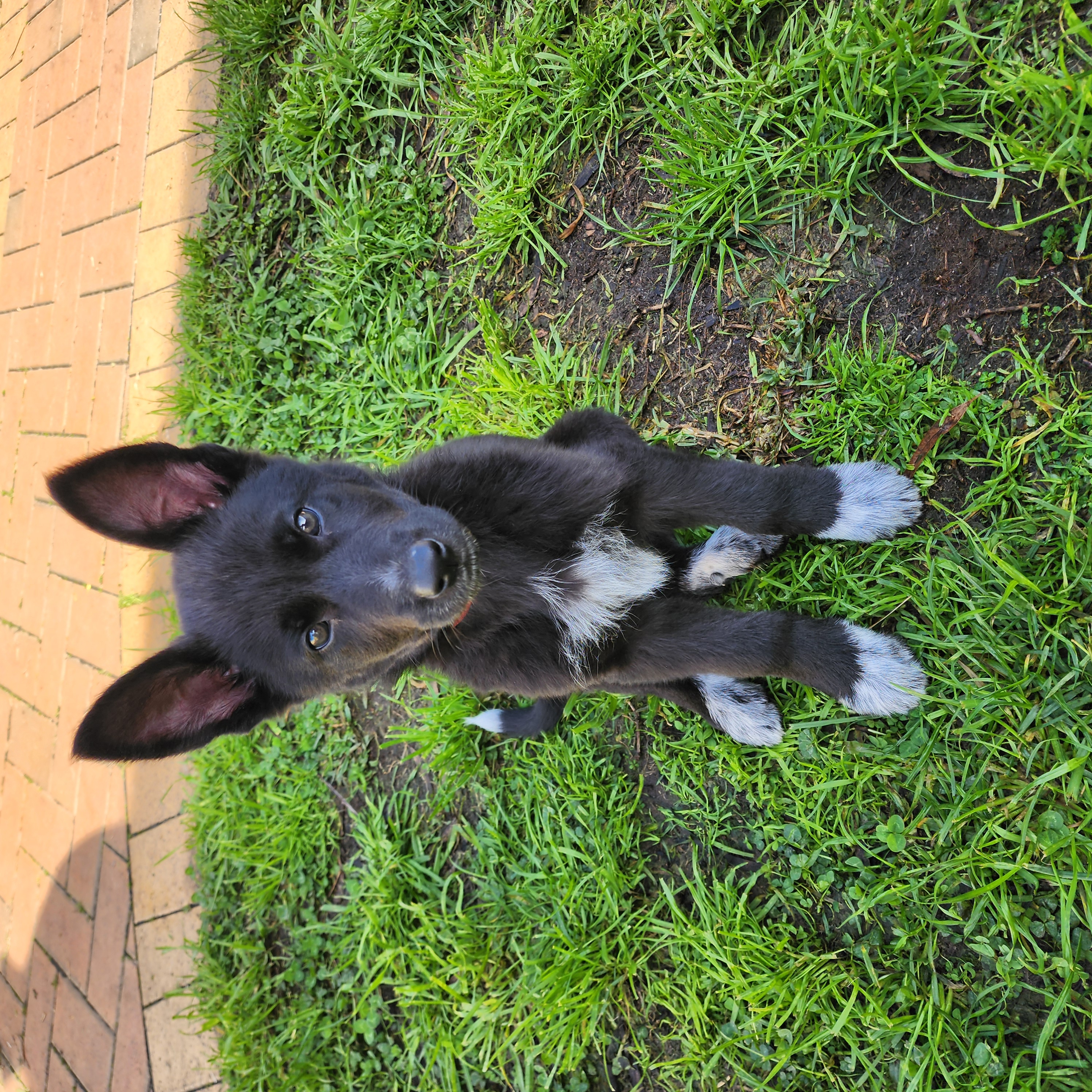 German Shepherd – Rowville