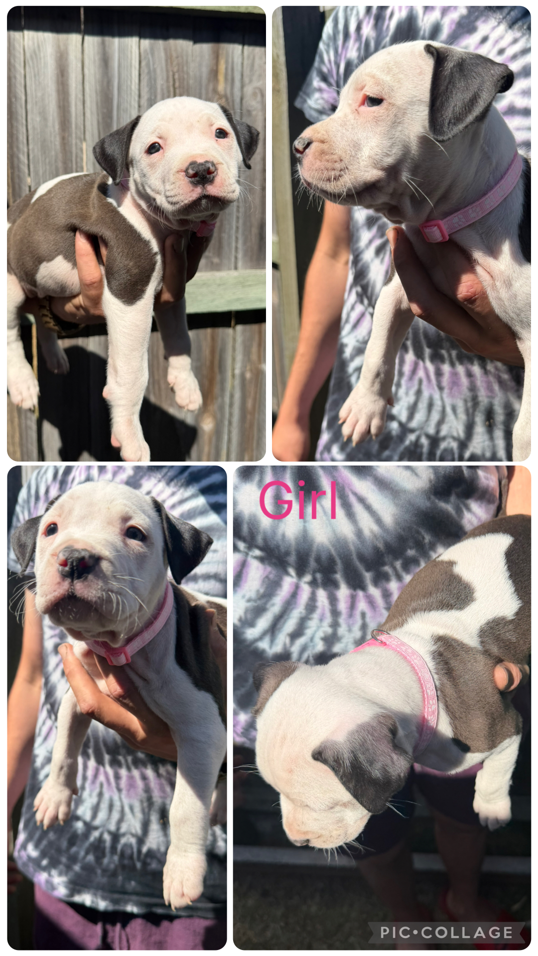 American Staffordshire Bull Terrier – 4506