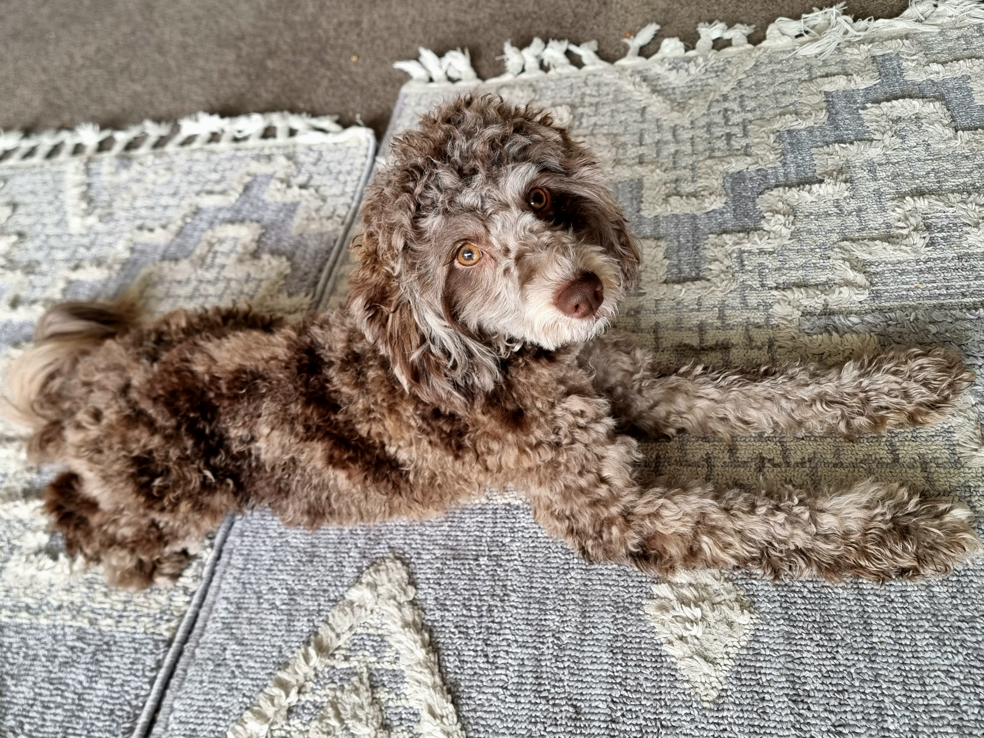 Poodle Chocolate Merle with Silver Face