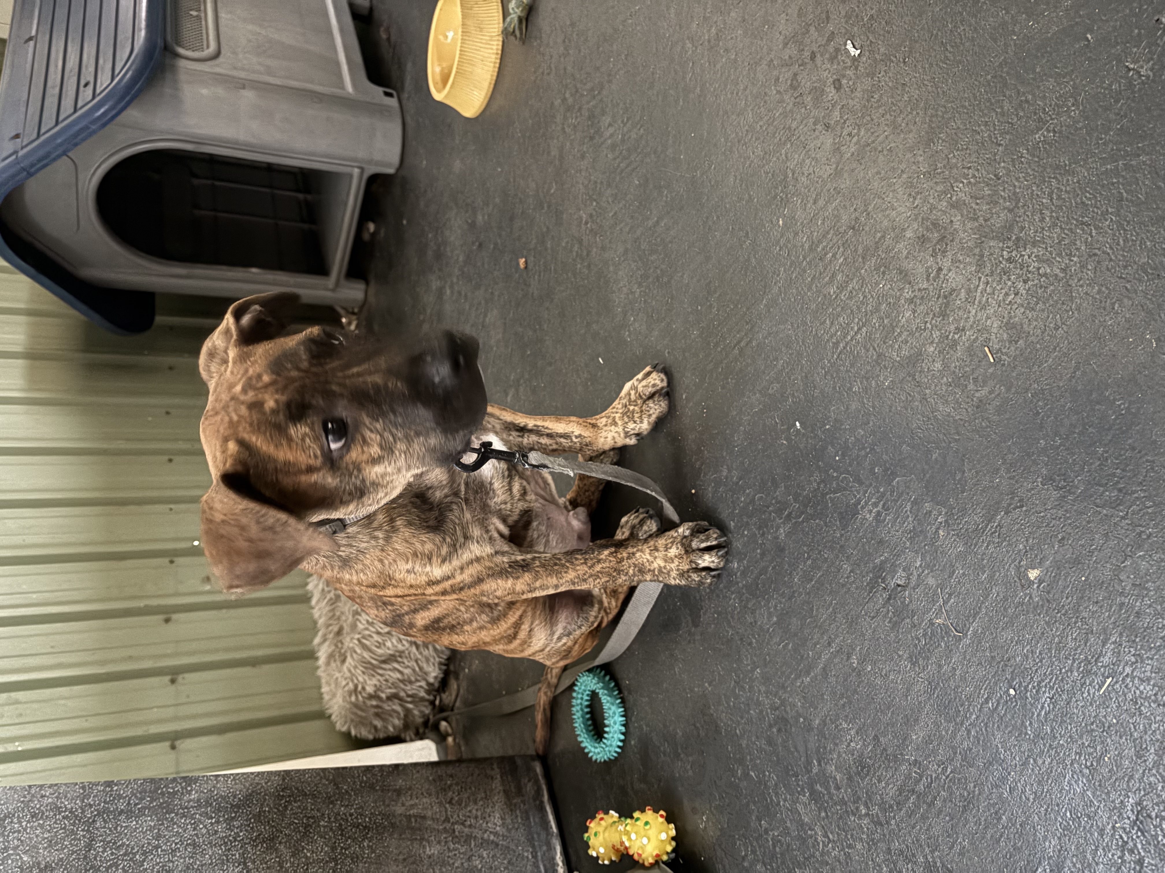 American Staffordshire Bull Terrier – Henley Beach