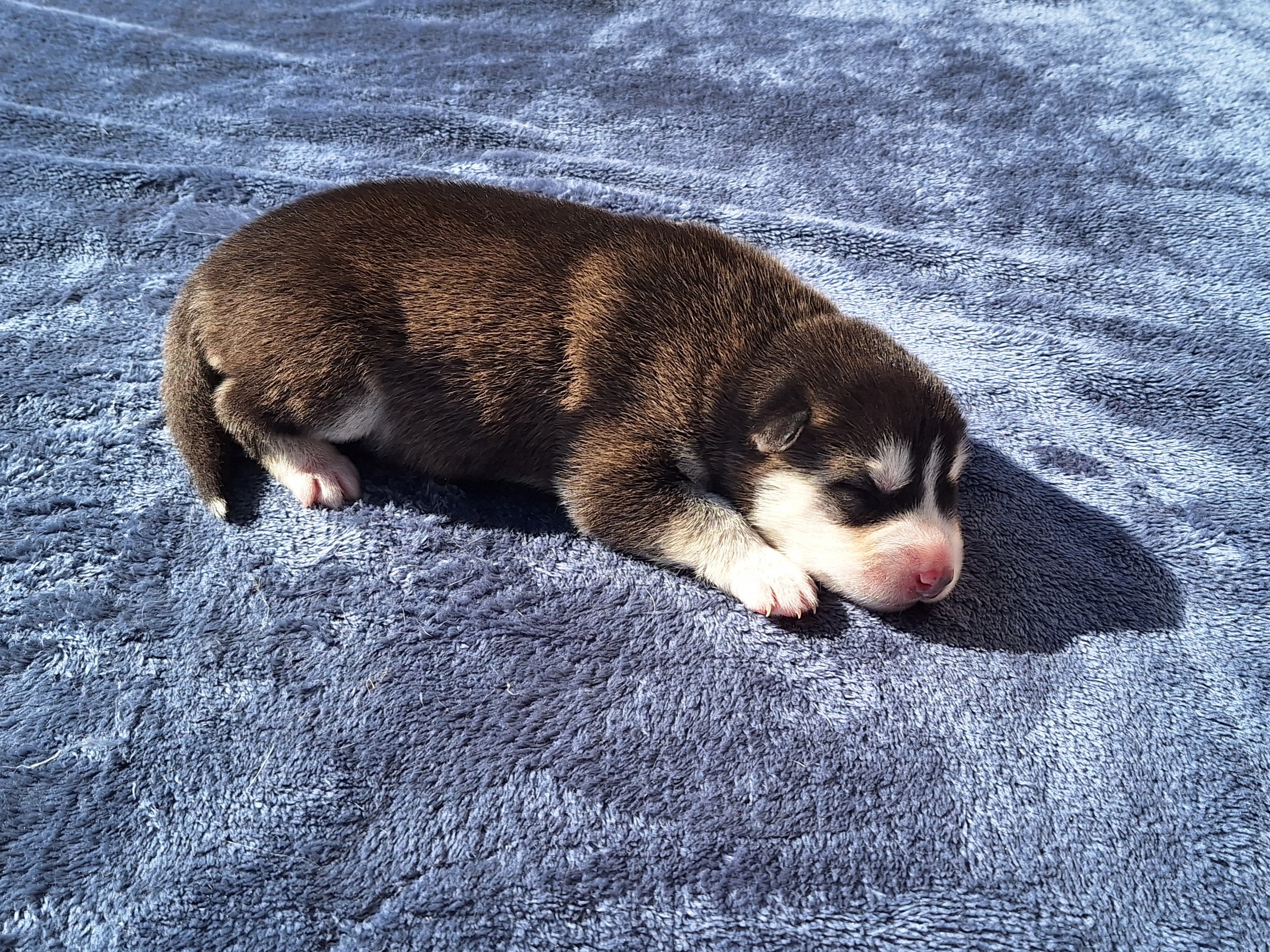 Husky – Ellalong