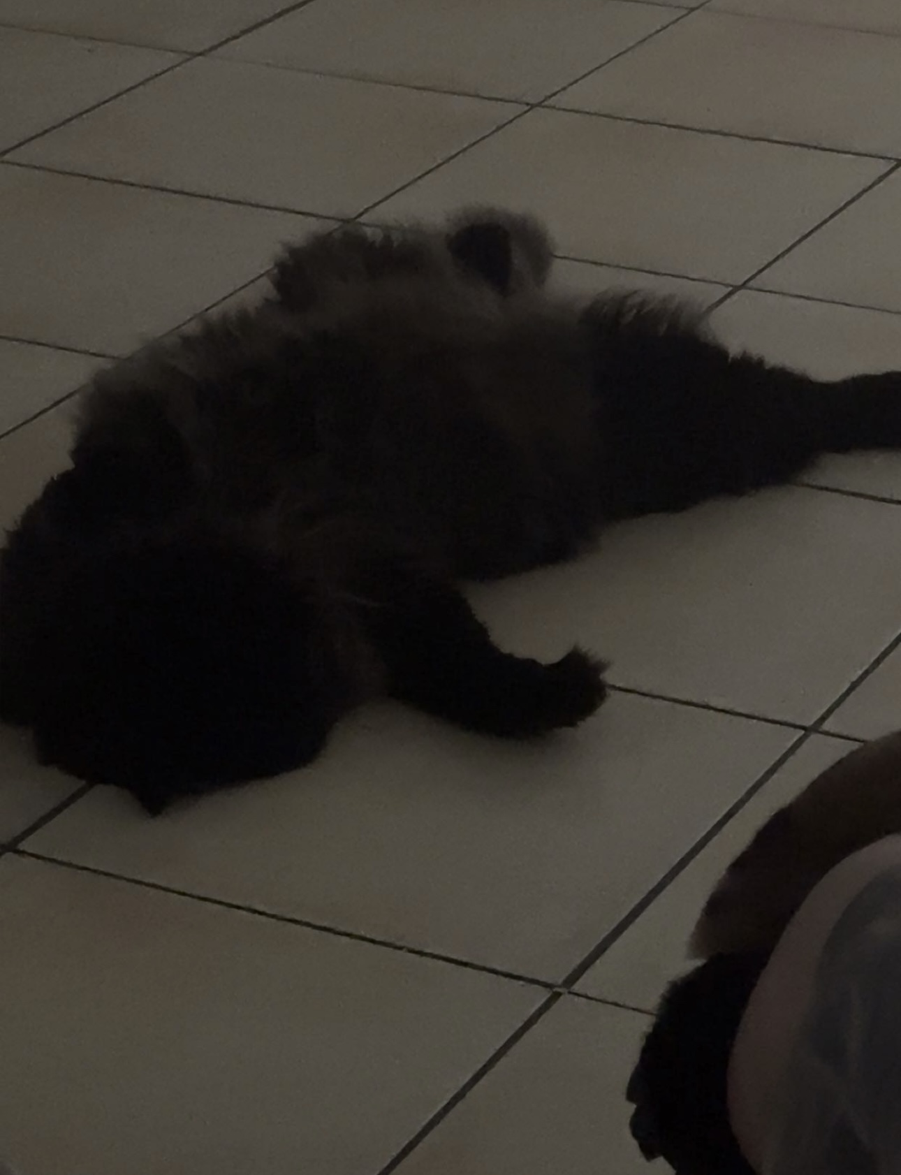 Ragdoll – Caboolture