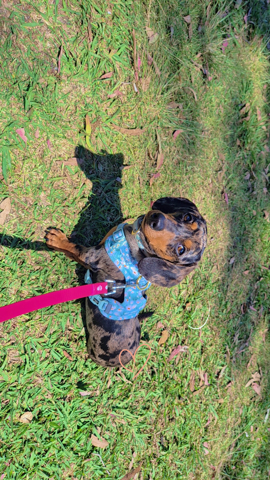 Dogs – Brassall