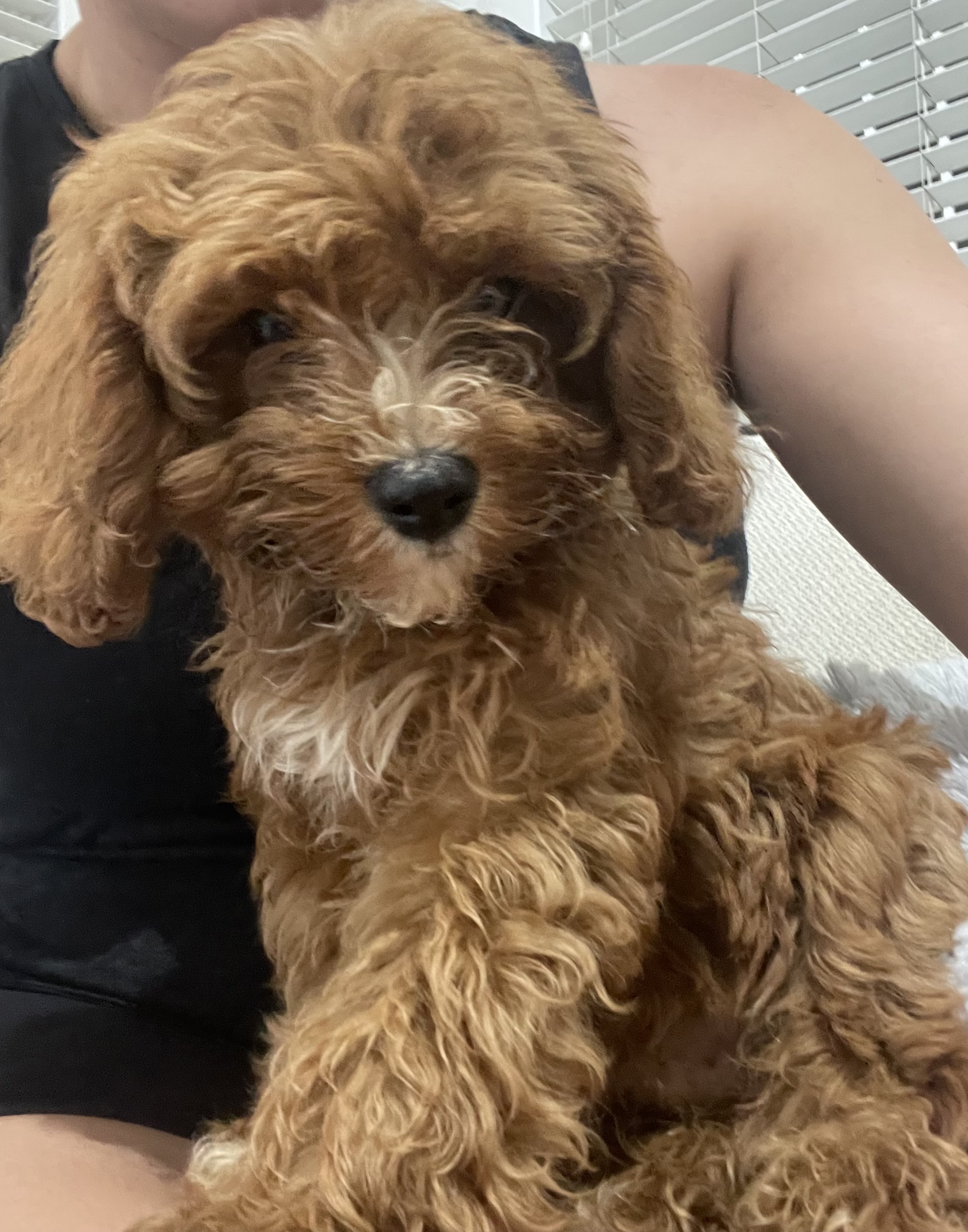 Toy Cavoodle - Woollahra