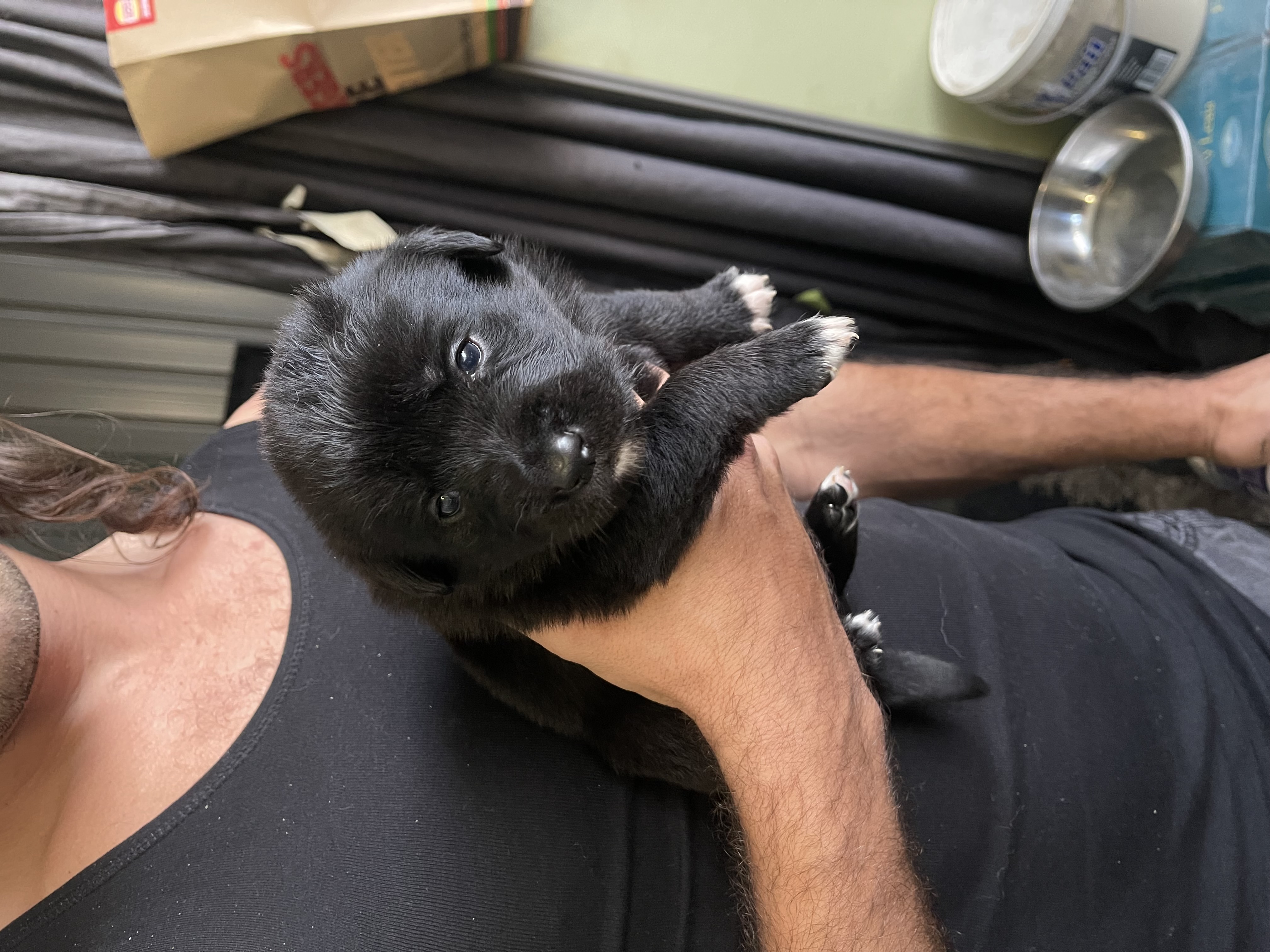 ﻿Labrador × Border Collie pups for sale