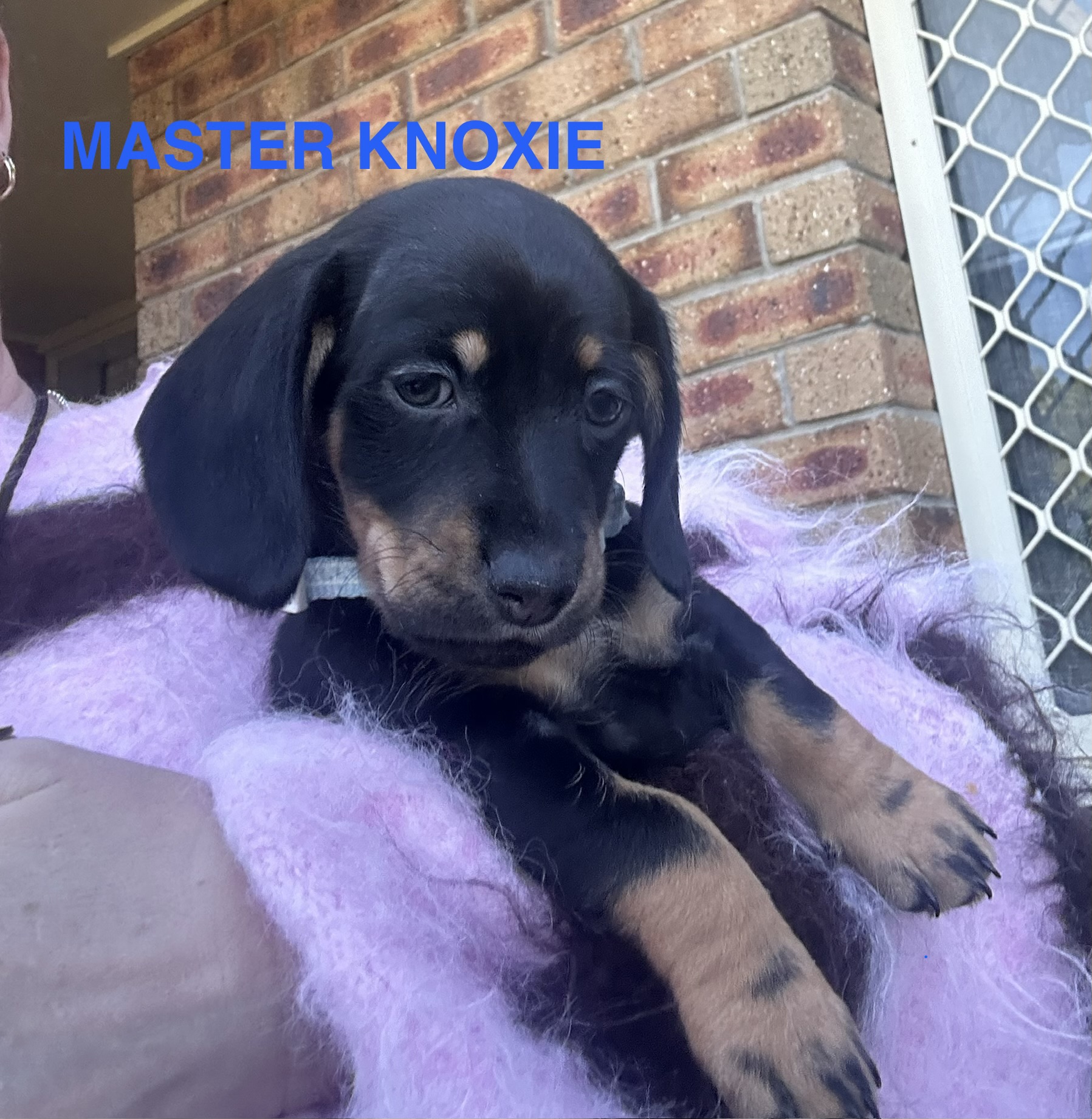Dachshund – Deception Bay