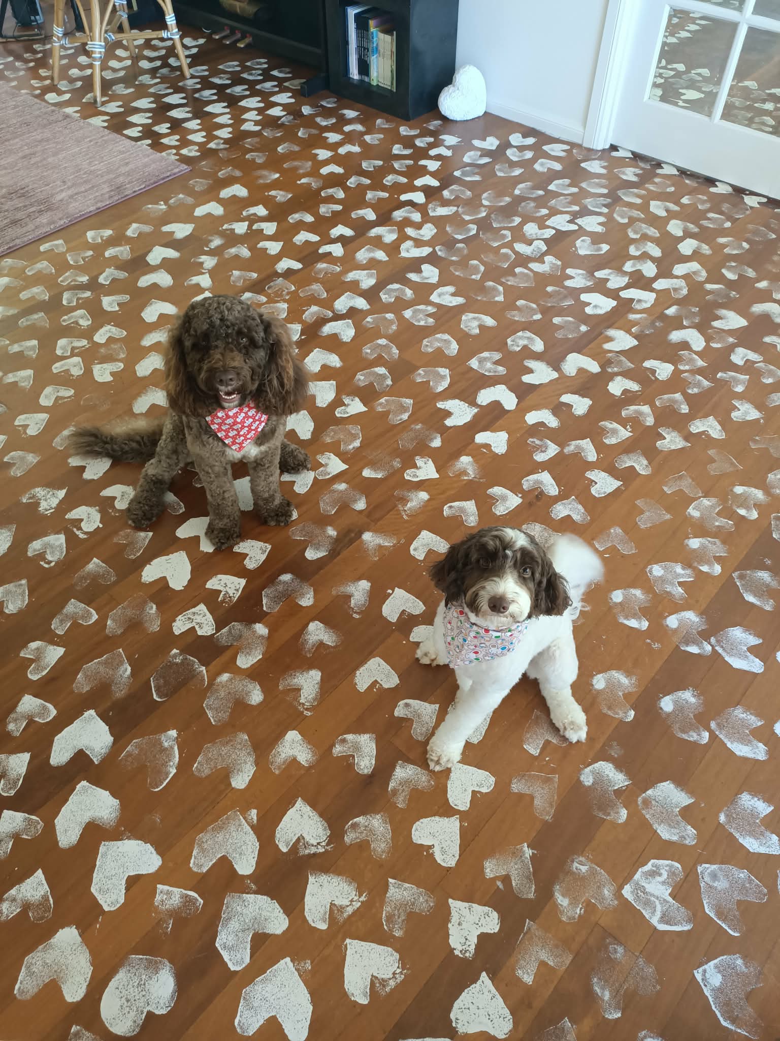 Labradoodle – Nerang