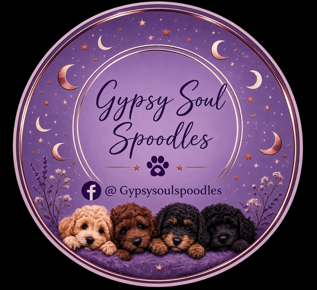 Spoodle – Innisfail