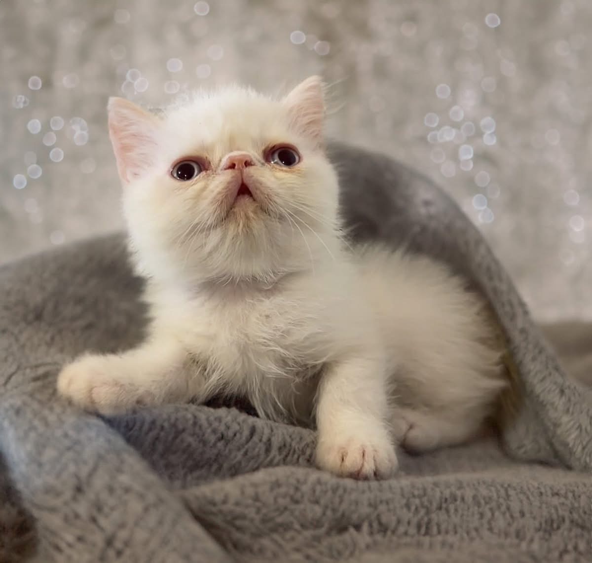 Exotic Shorthair – Jilliby