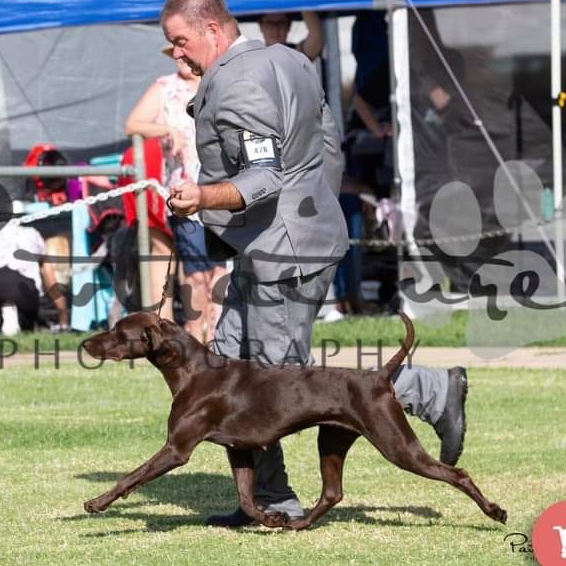 Basset Fauve de Bretagne and German Shorthaired Pointers