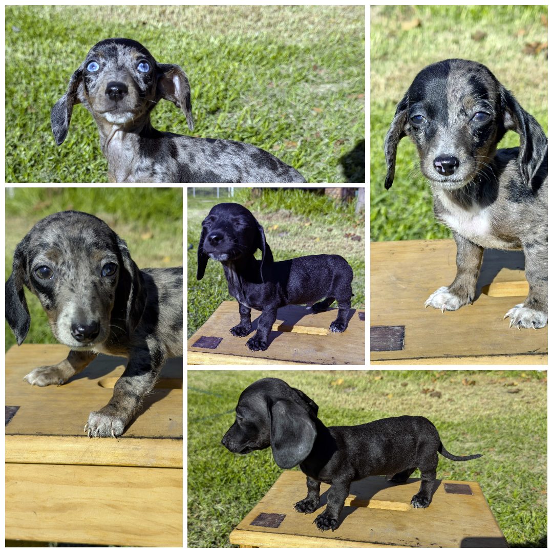 Dachshund – Swan Hill