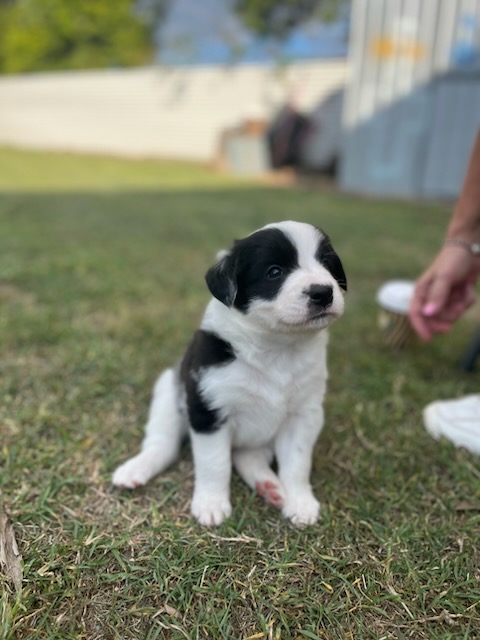 Border Collie – Rockhampton