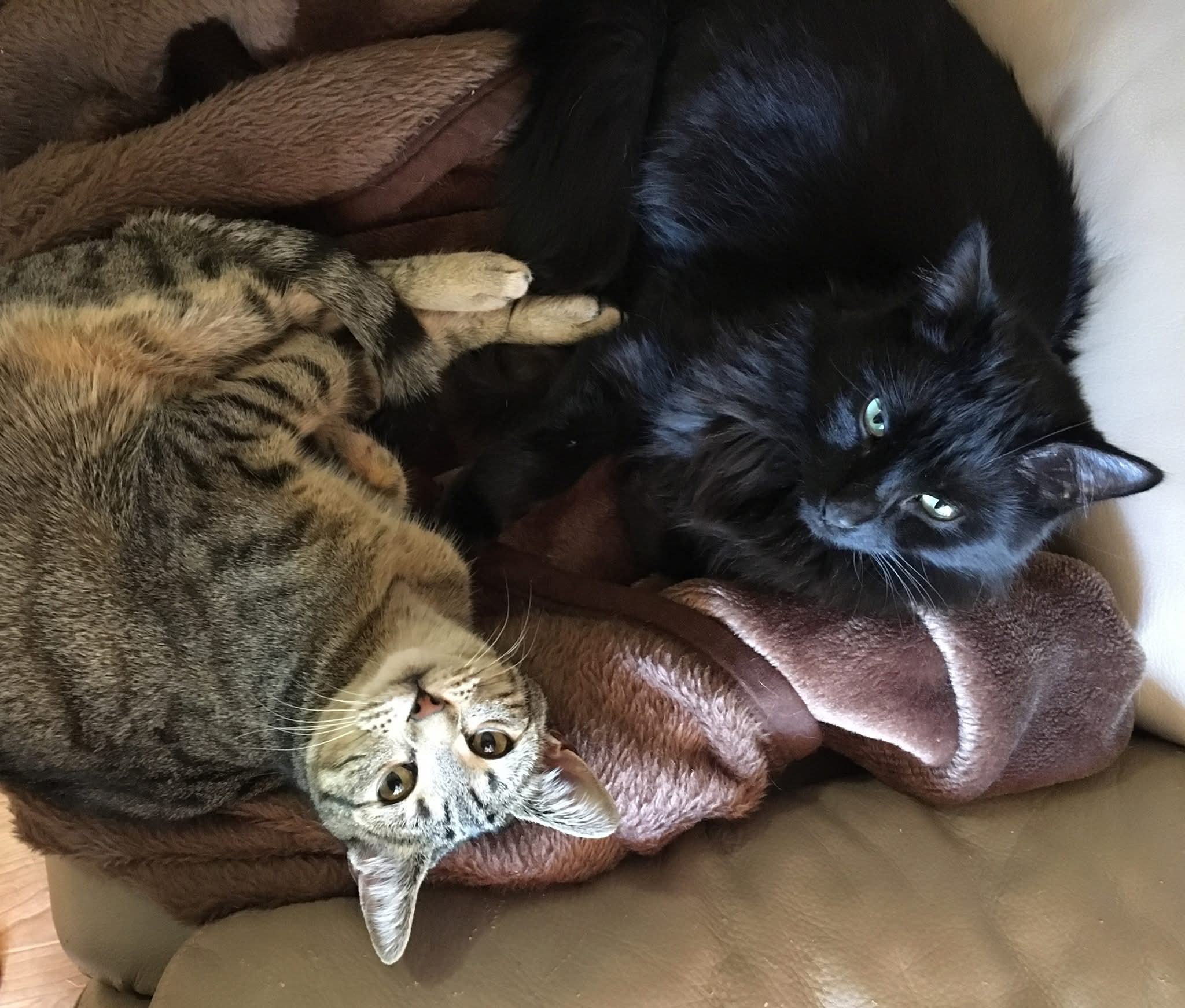 Domestic Medium Hair (DMH) – Penrith