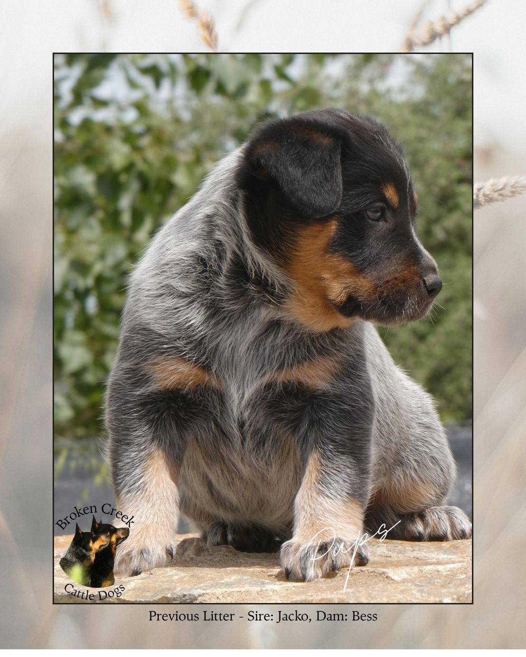 Australian Cattle Dog – Cowra