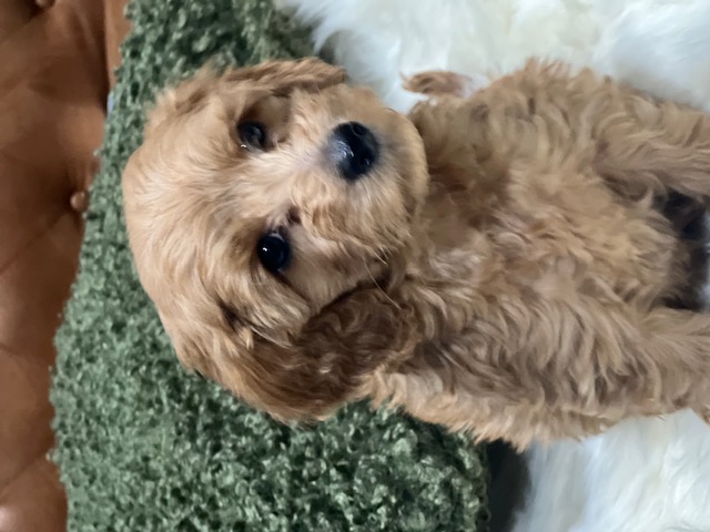 Toy Cavoodle – Killarney Vale