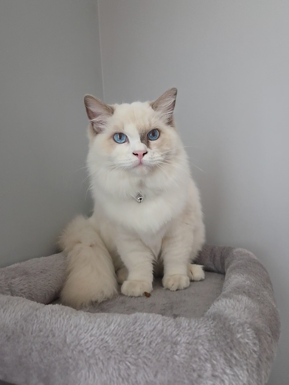 Ragdoll – Masoodah