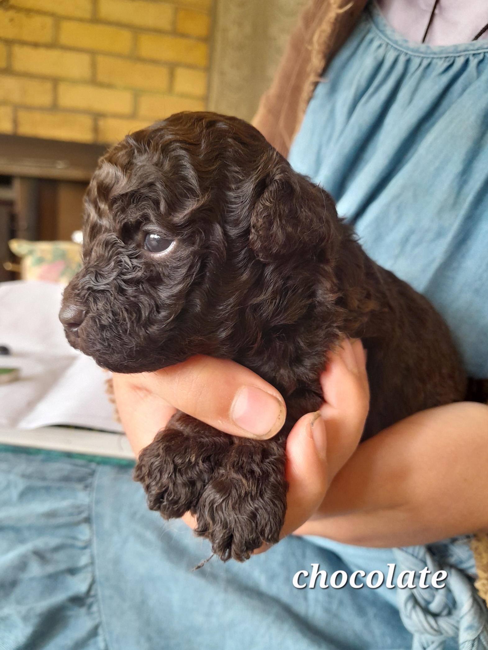 Purebred Chocolate Toy Poodle Pup