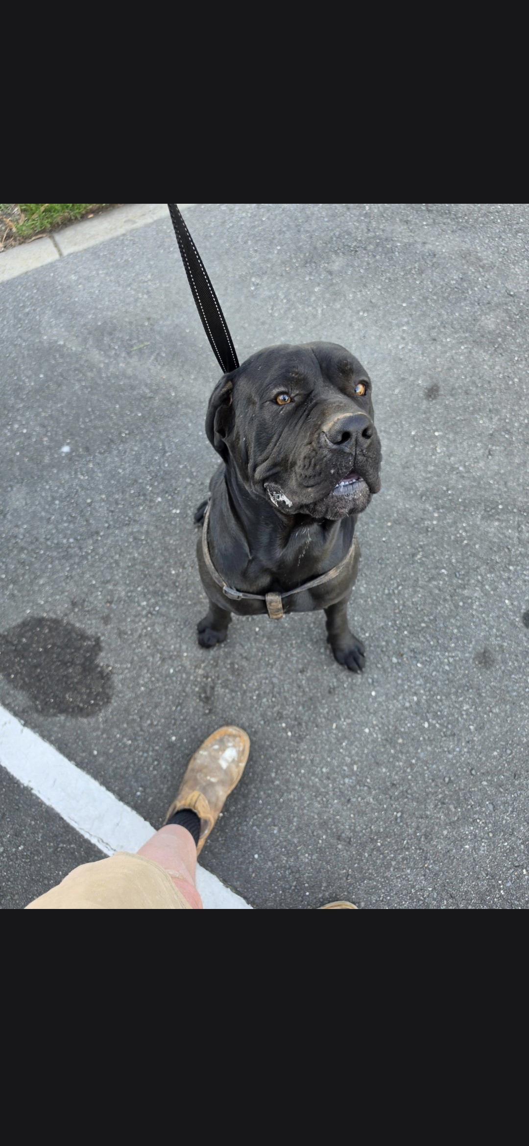 Neapolitan Mastiff – Strathalbyn