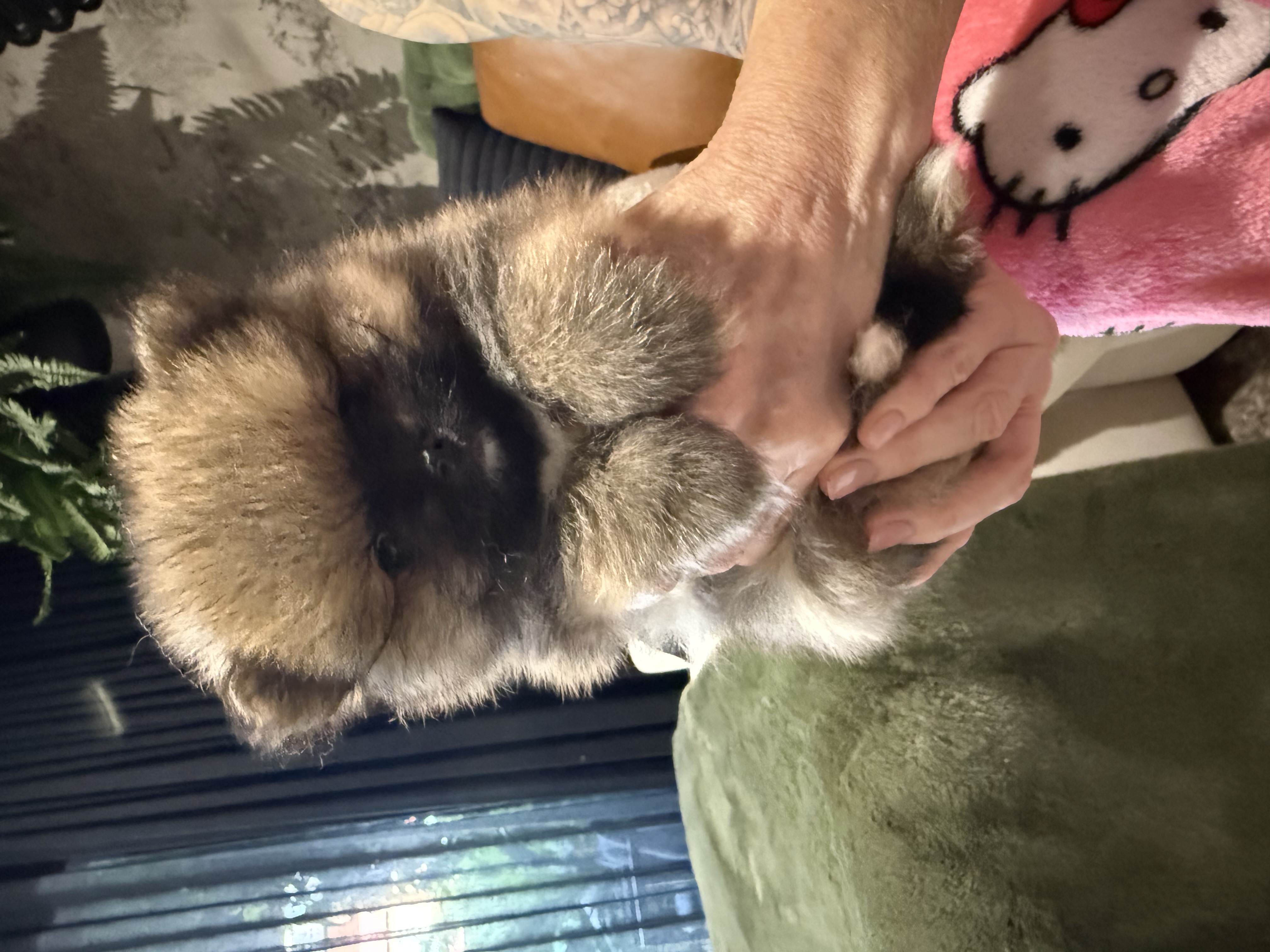 Pomeranian – Mawson Lakes