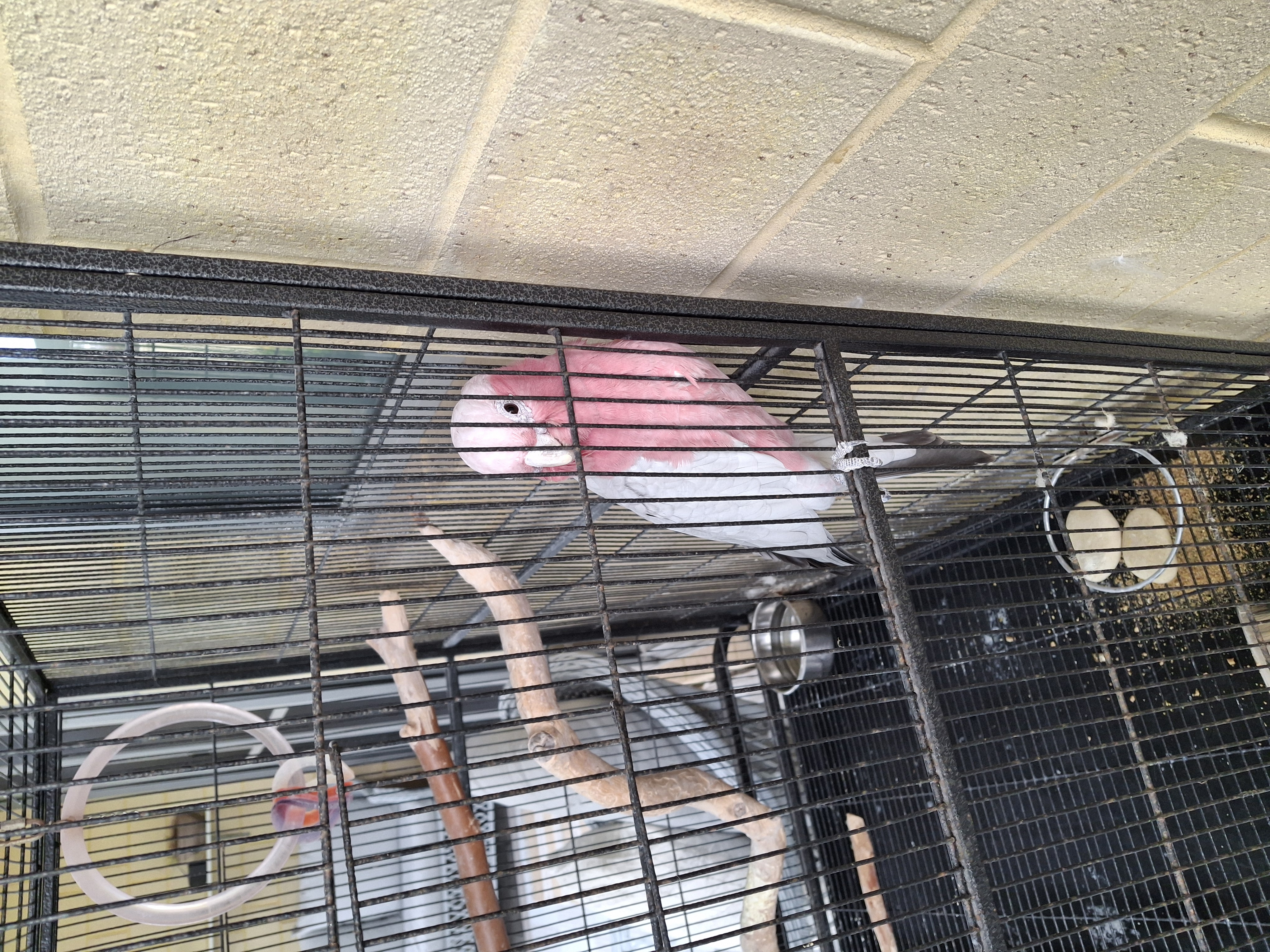 Cockatoo – Noranda
