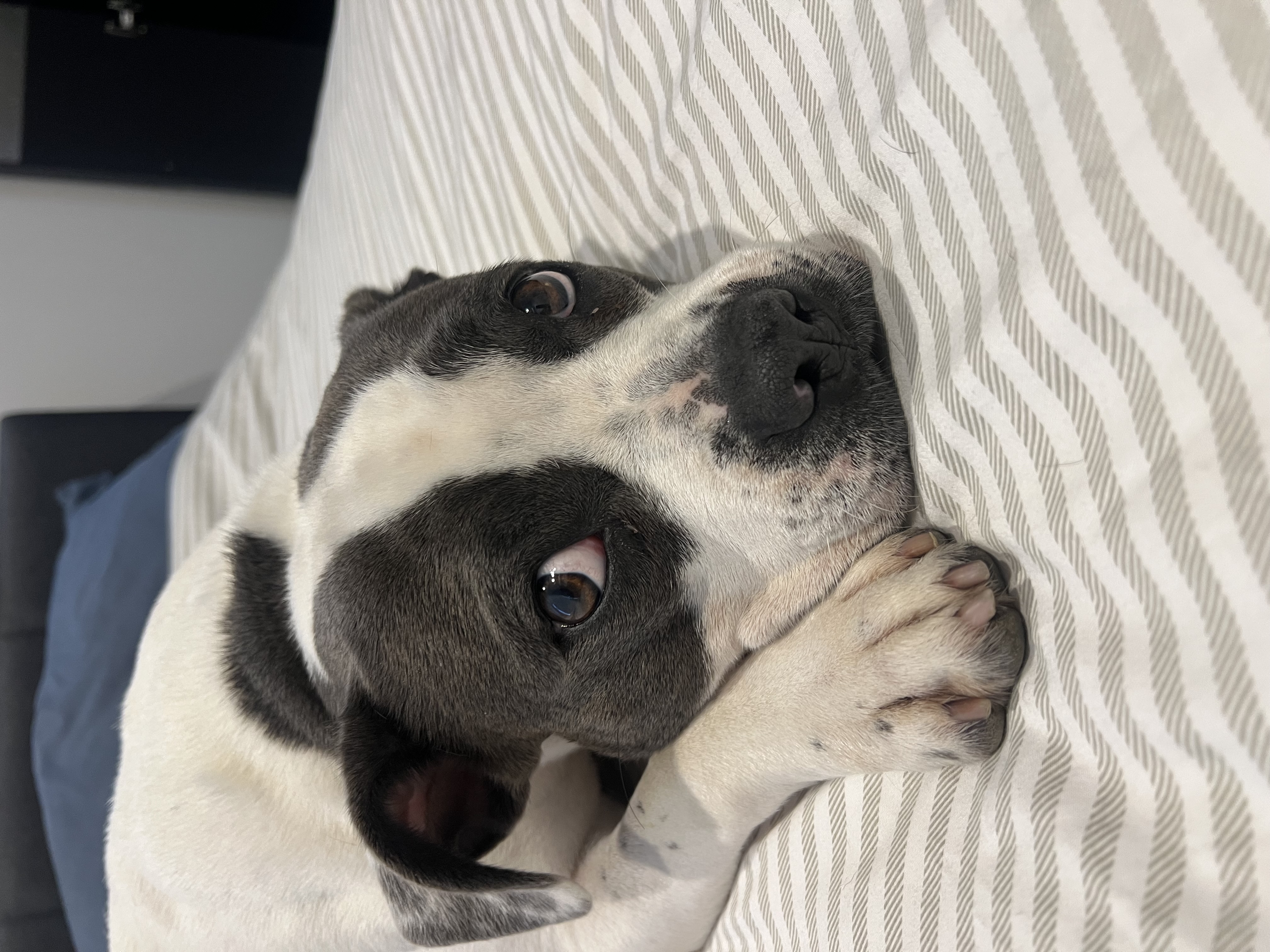 Staffordshire Bull Terrier – Spotswood