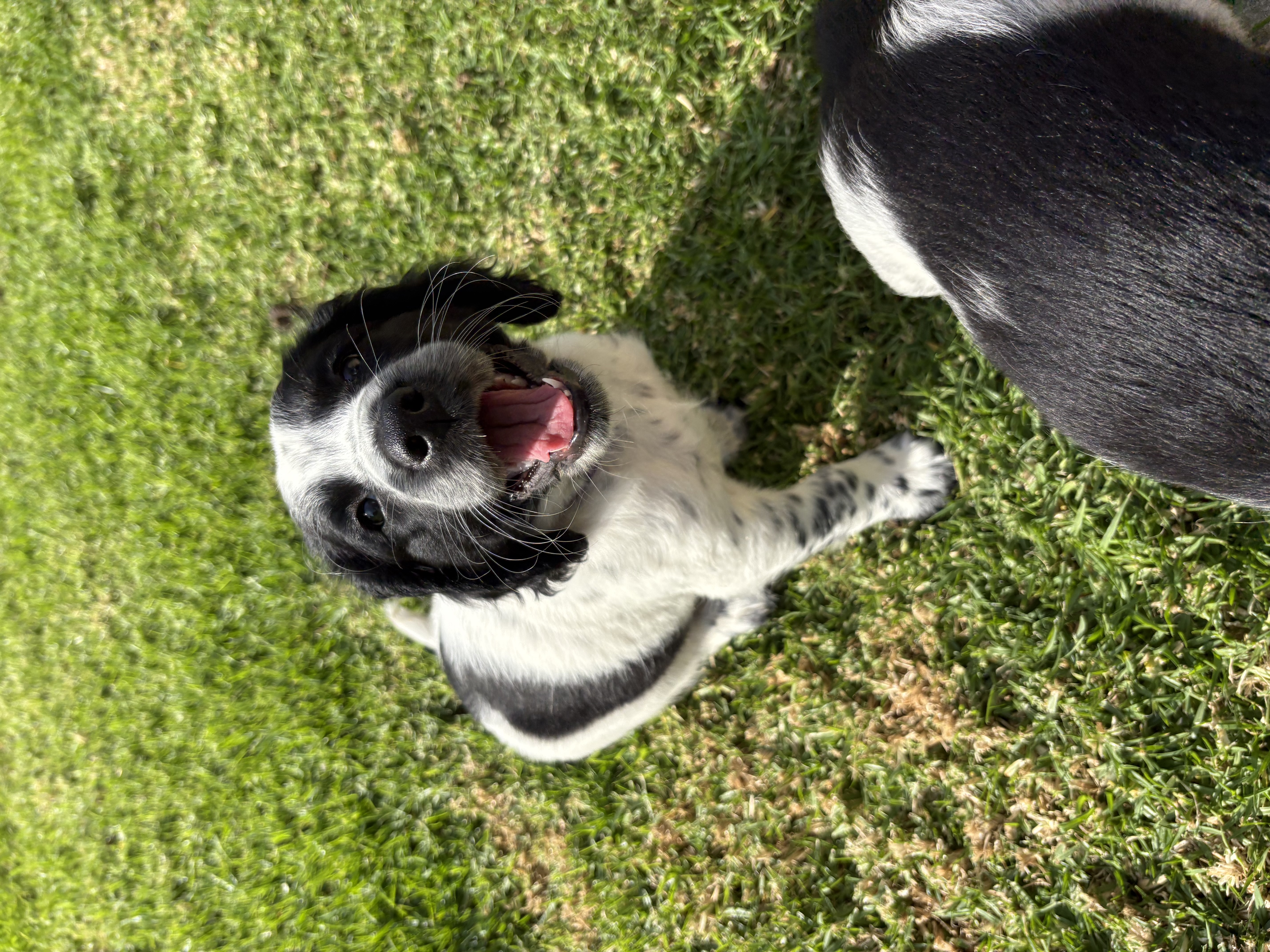 English Springer Spaniel – Bridport