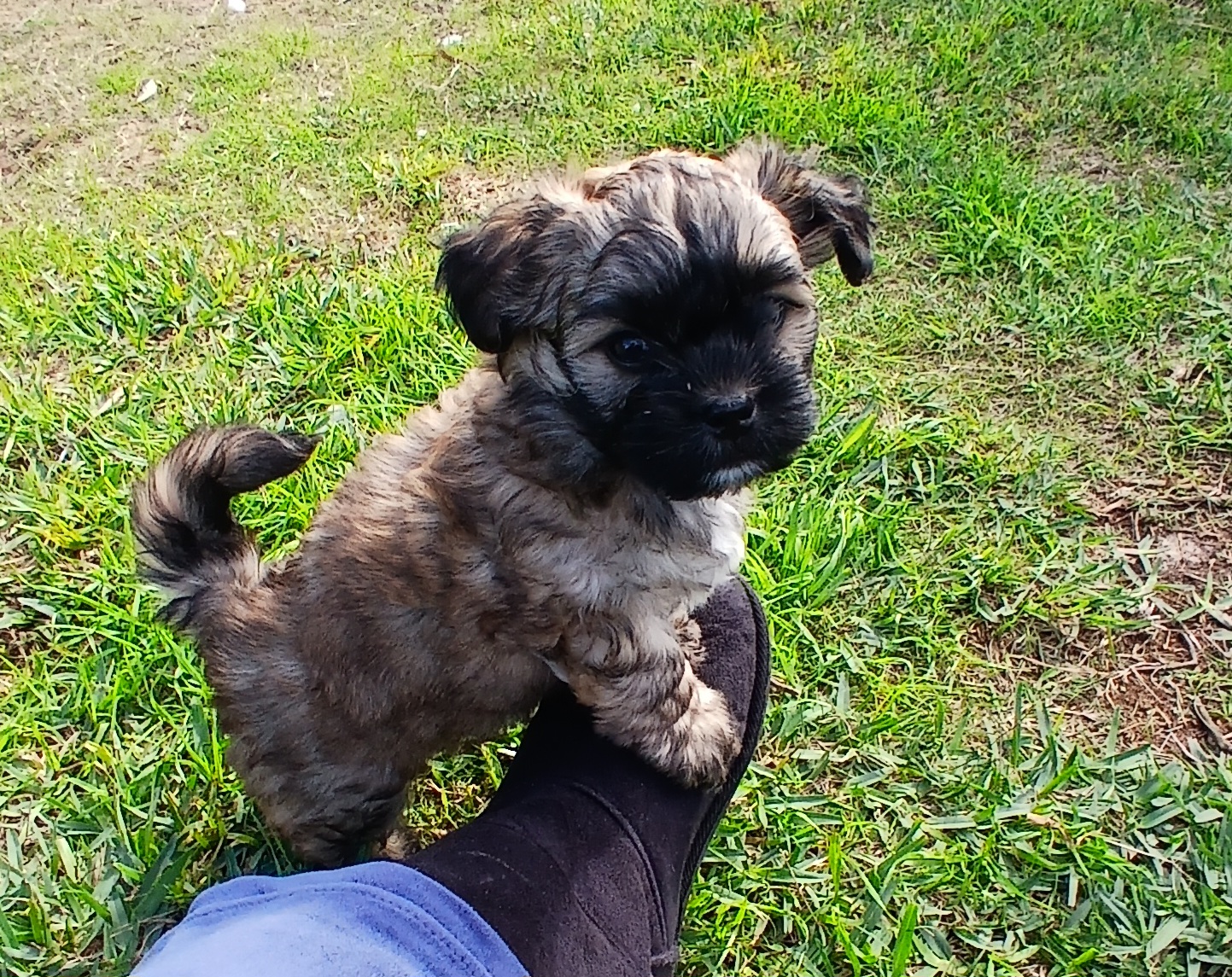 Maltese Shih Tzu – Geraldton