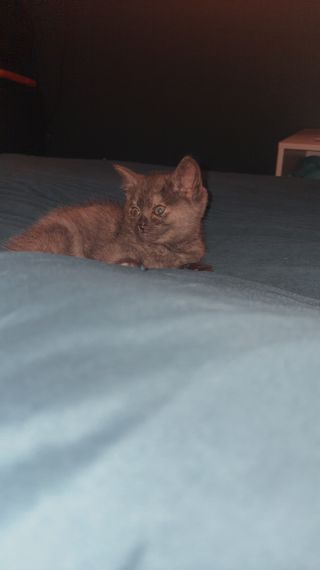 British Shorthair – Eden